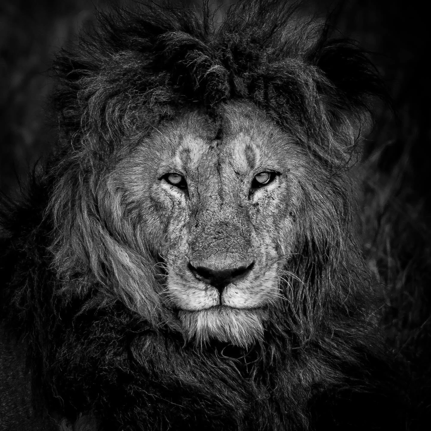 The silence of the king.
In the shadows, everything is still, but every gaze reminds who truly rules the savannah.

#lion #wildlife #blackandwhite #kingofthesavannah #wildlifeportrait @visit__tanzania @visitngorongoro @canonemeapro @canonbelgium