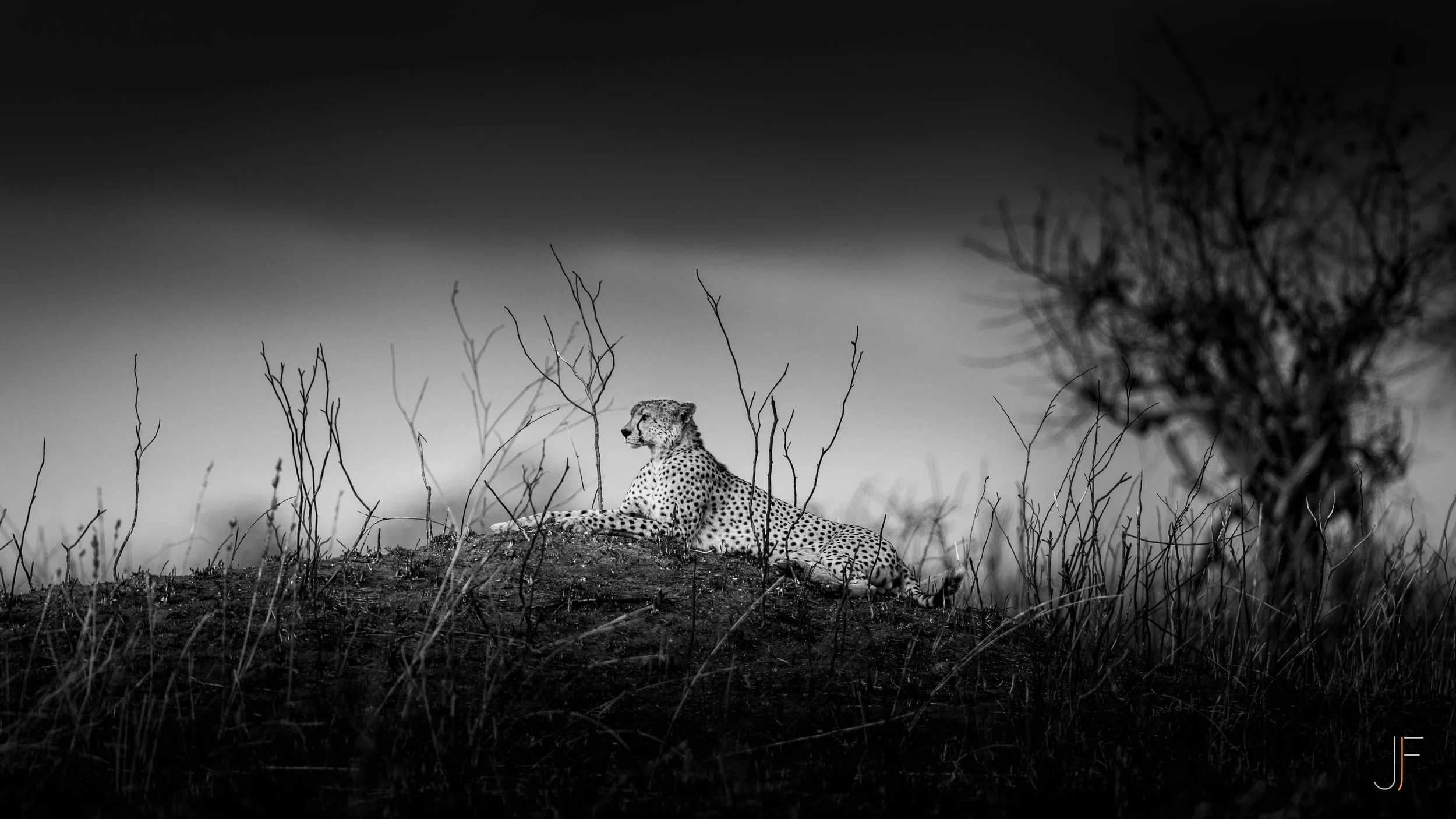 Before the storm, the watcher.

A cheetah rests on a termite mound in the Serengeti, scanning the savanna as the sky grows heavy. For a hunter, stillness is never idle.

Black and white wildlife photography, Tanzania.
Fine art print on request, limit