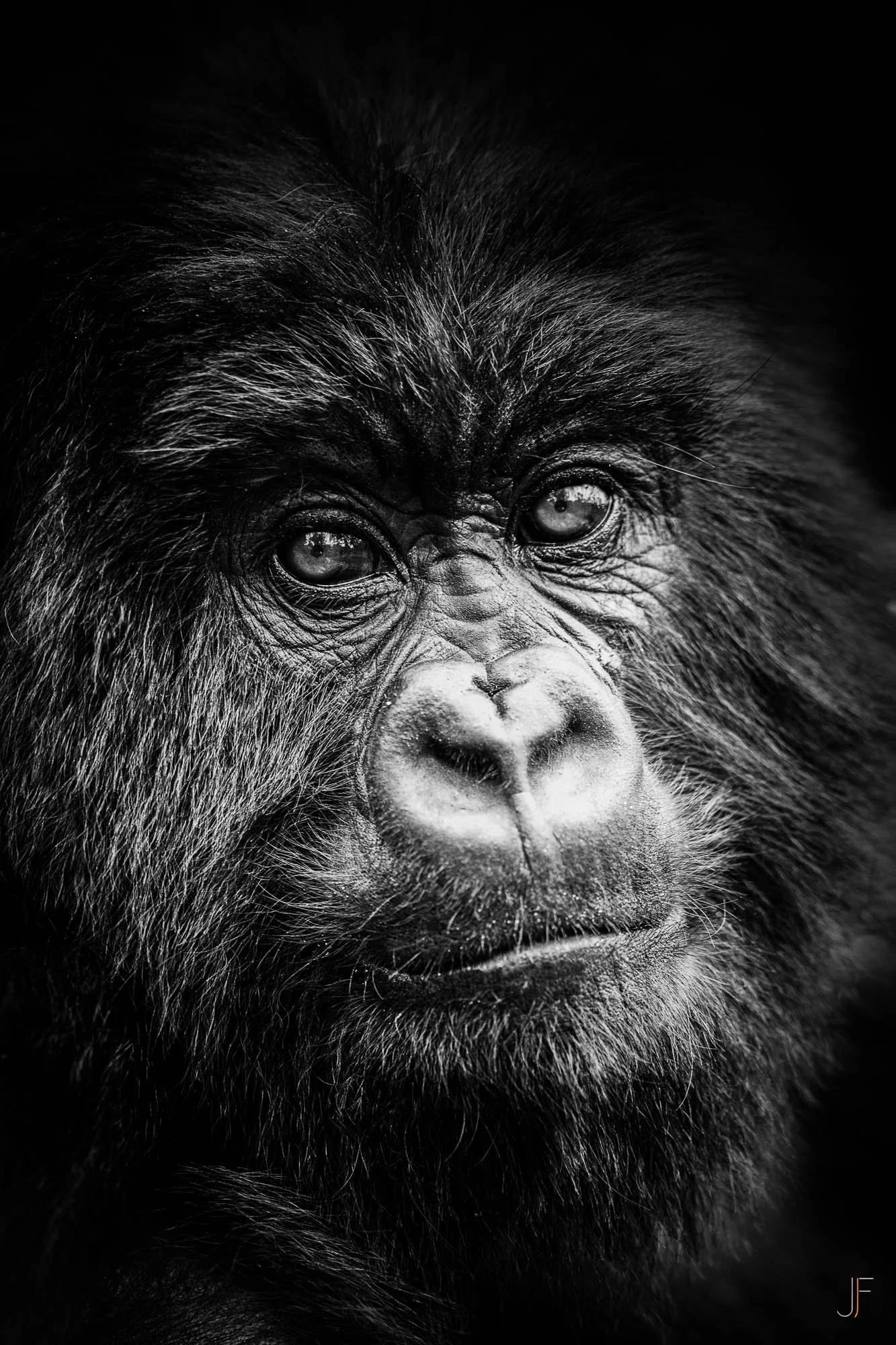 Un portrait en noir et blanc d'un gorille avec un regard intense, montrant en détail ses traits faciaux et la texture de ses poils.