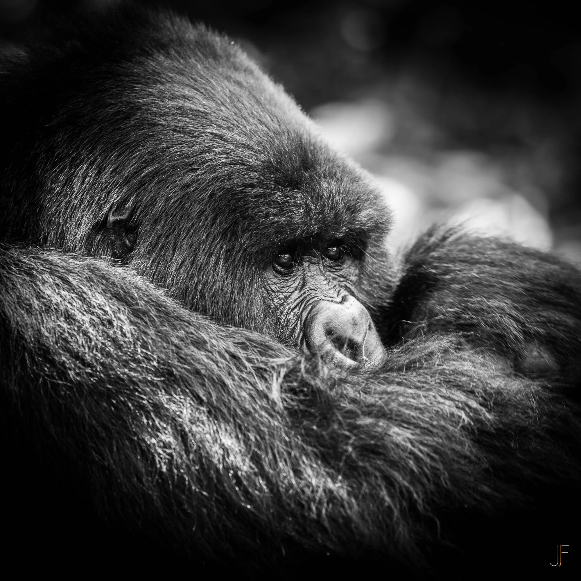Un gros plan en noir et blanc d'un gorille avec une texture détaillée et un regard visible sous la fourrure.