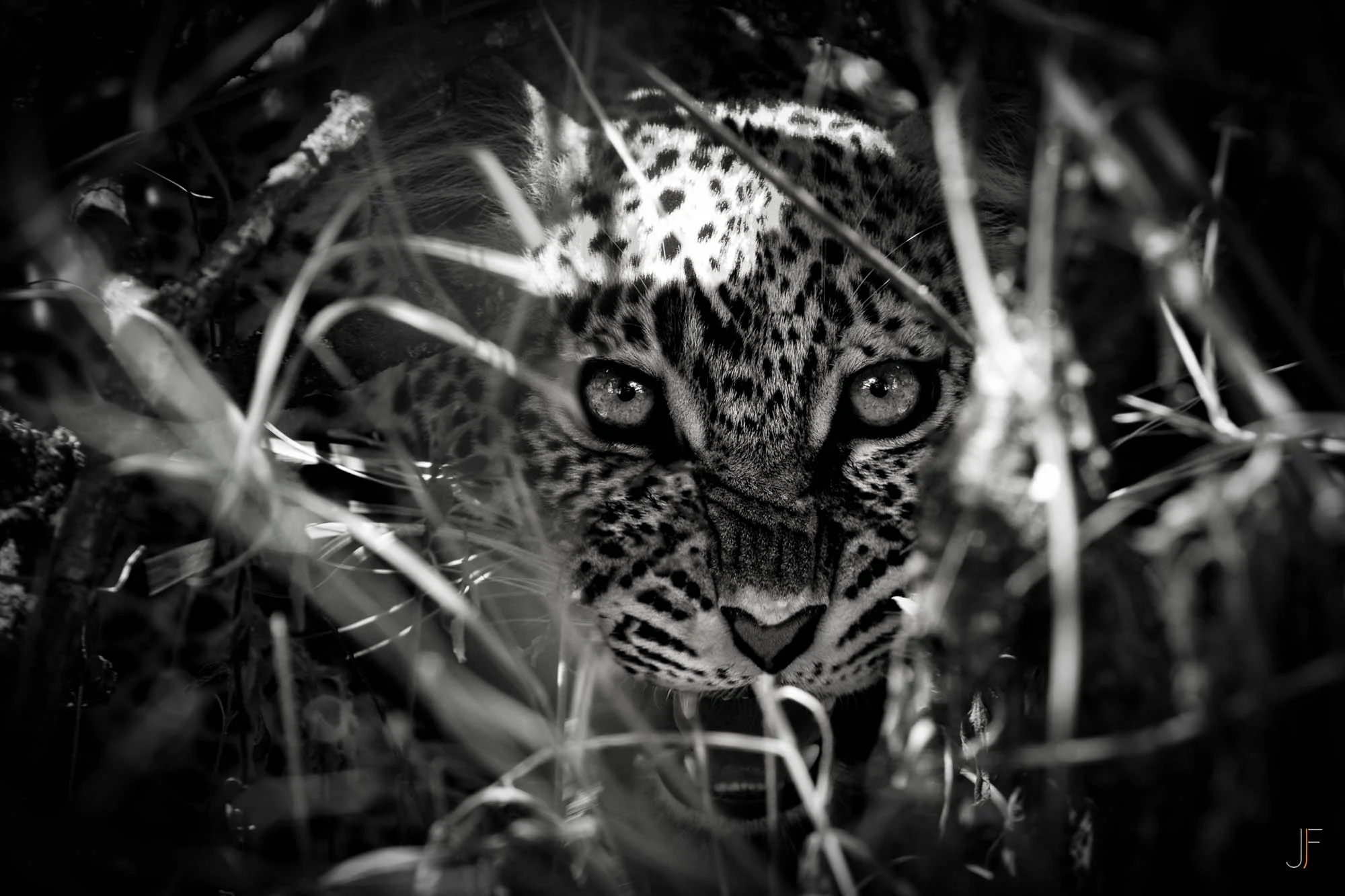 Un léopârd se cache dans la végétation dense, son visage se distingue avec ses yeux perçants, dans une image en noir et blanc.