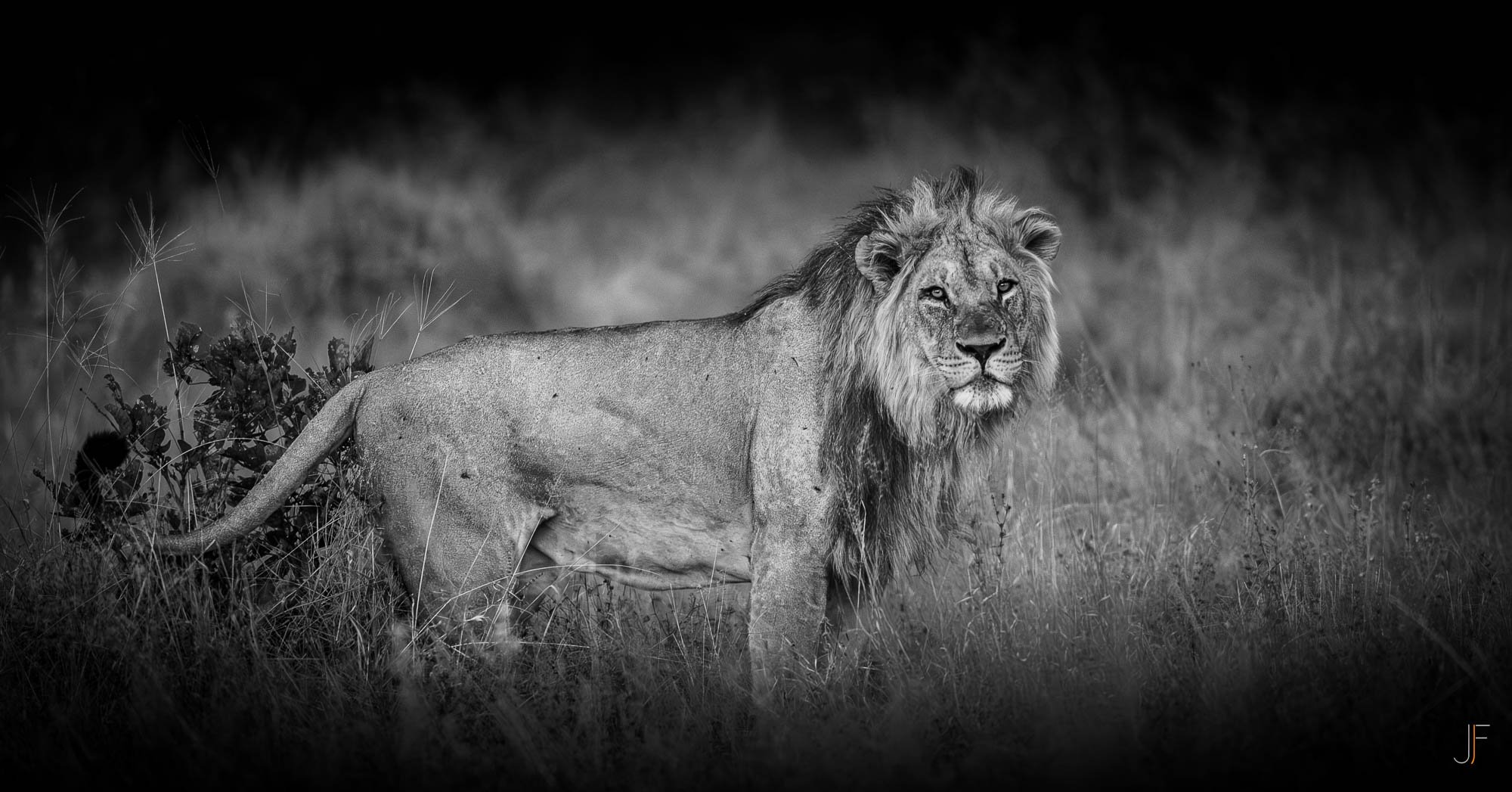 Un lion se tenant dans une prairie, capturé en noir et blanc.