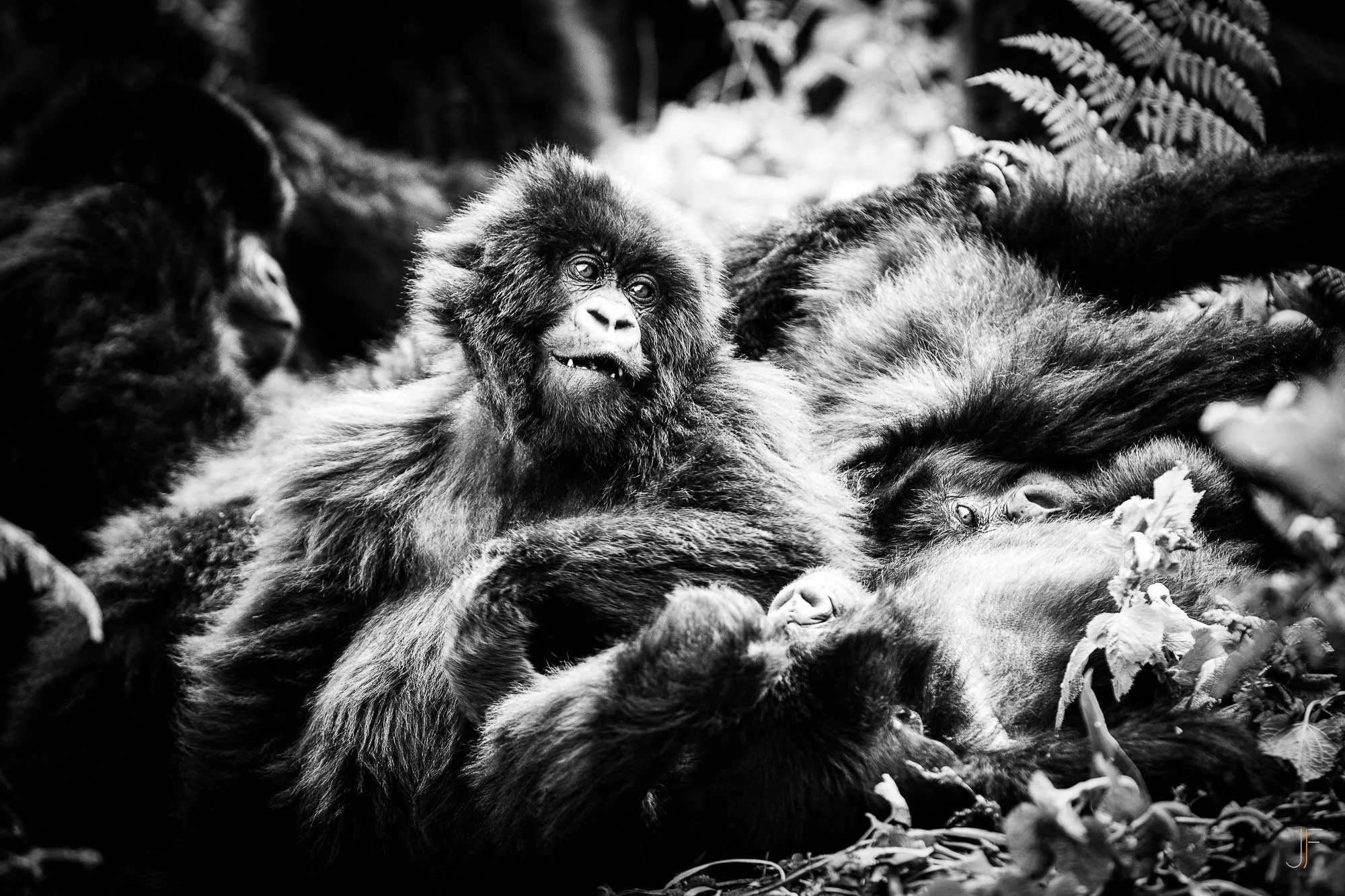 Bébé gorille entouré de plusieurs autres gorilles dans la nature, photographié en noir et blanc.