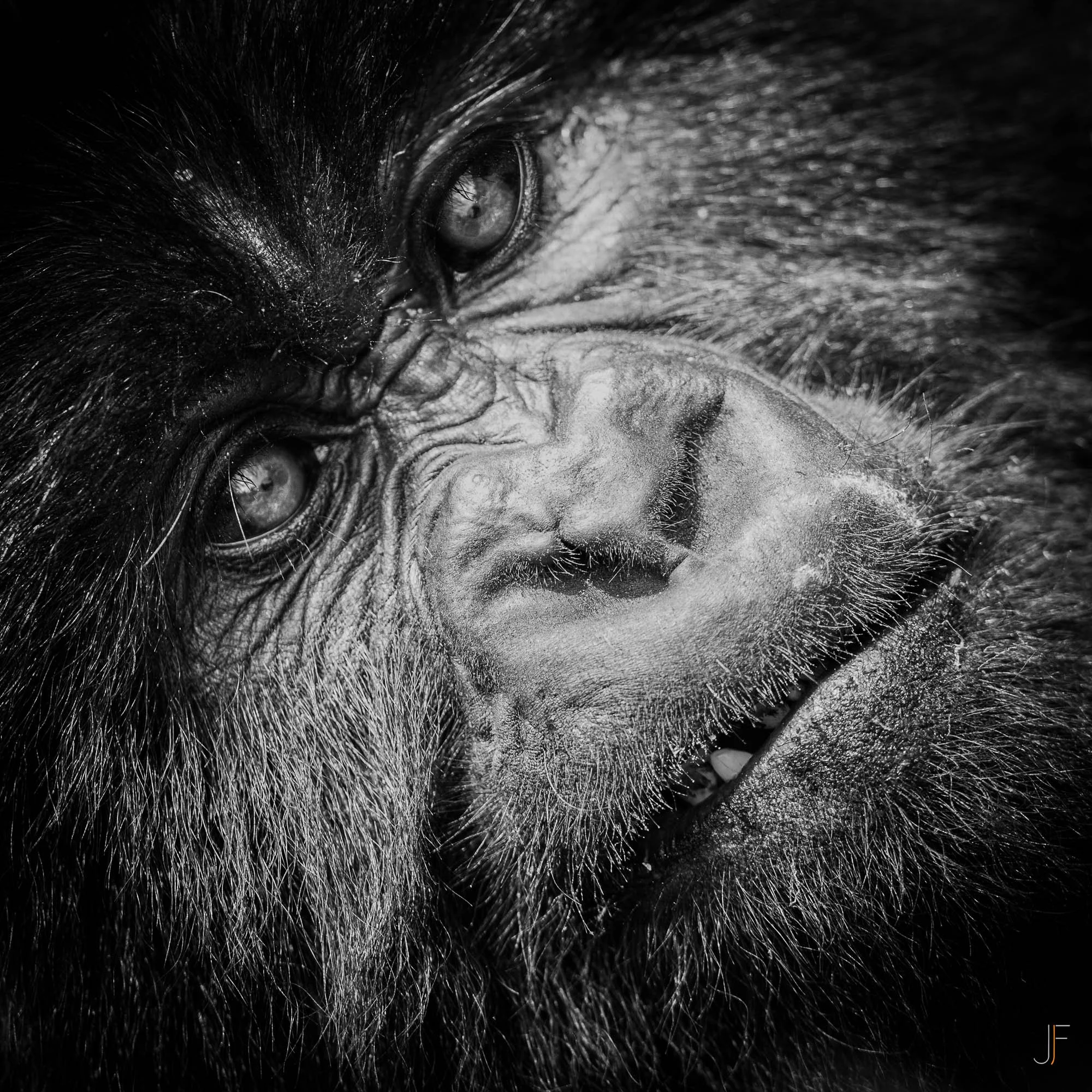 Gros plan en noir et blanc d'un visage de jeune gorille, mettant en valeur l'œil et le nez, avec des détails spécifiques de la peau et des poils.