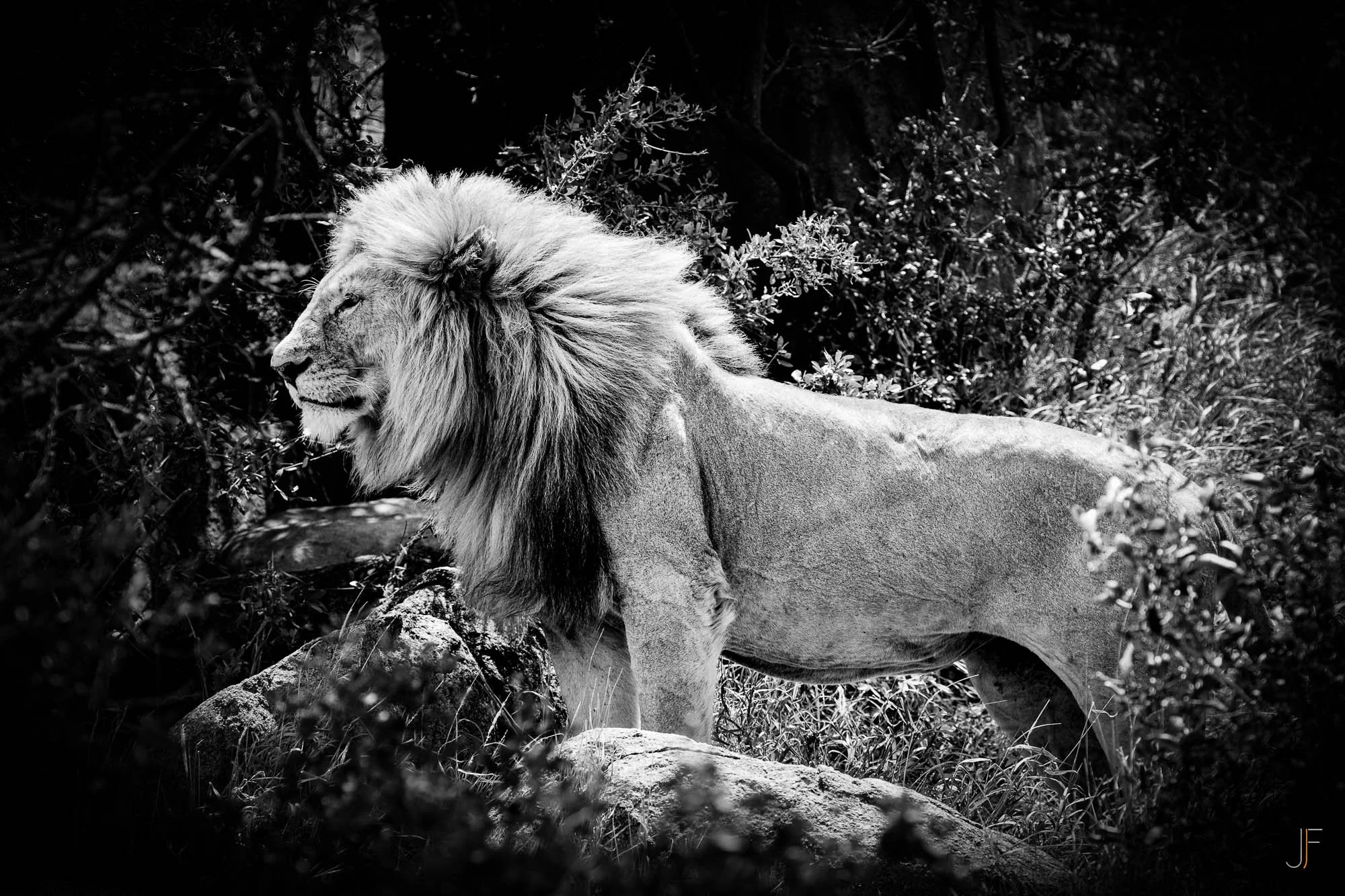 Un lion mâle debout et fier dans la nature, entouré de végétation dense. Image en noir et blanc.