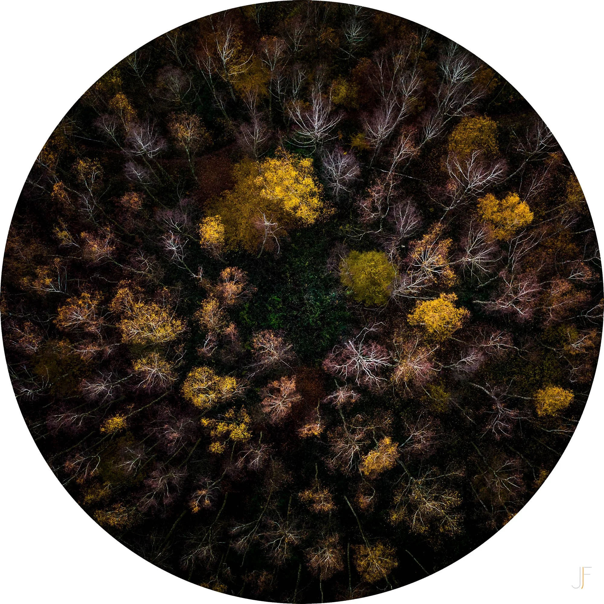 Iris-5.jpg