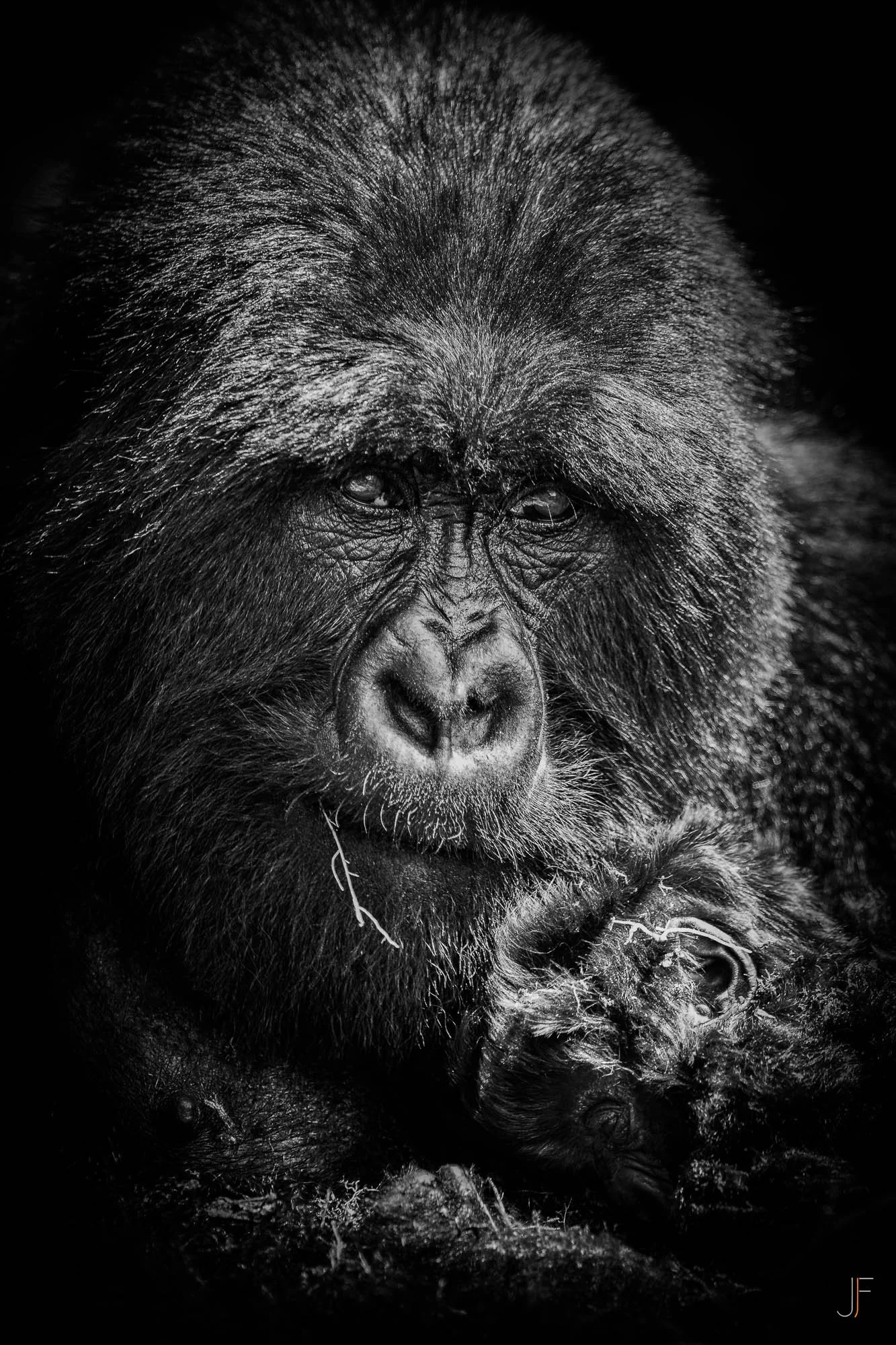 Un portrait en noir et blanc d'une gorille, montrant ses traits détaillés et son regard profond. La photo met en valeur la texture de son visage et de sa fourrure.