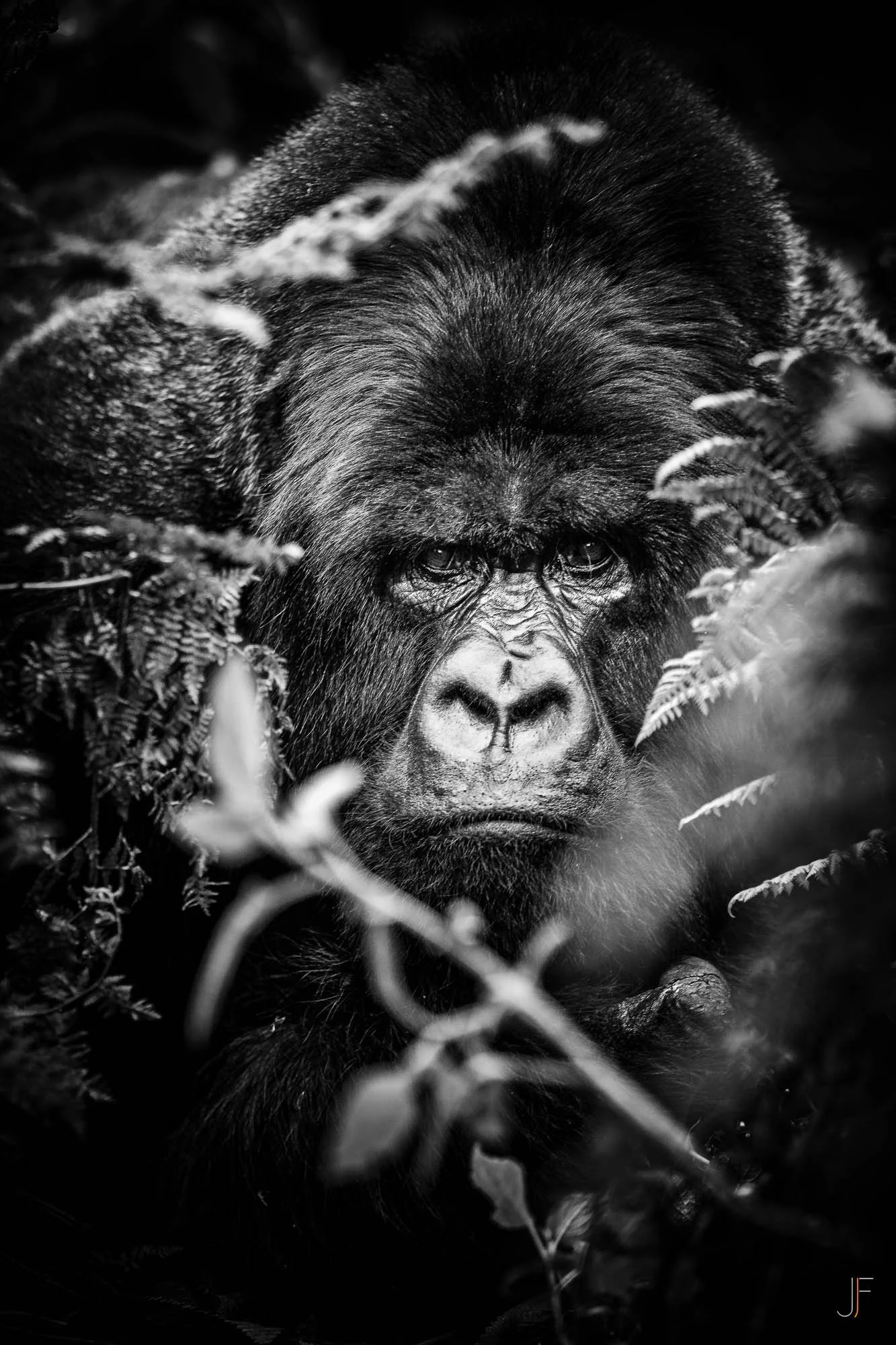 Un gorille sauvage au milieu de la forêt, vu de face, en noir et blanc, entouré de végétation dense.