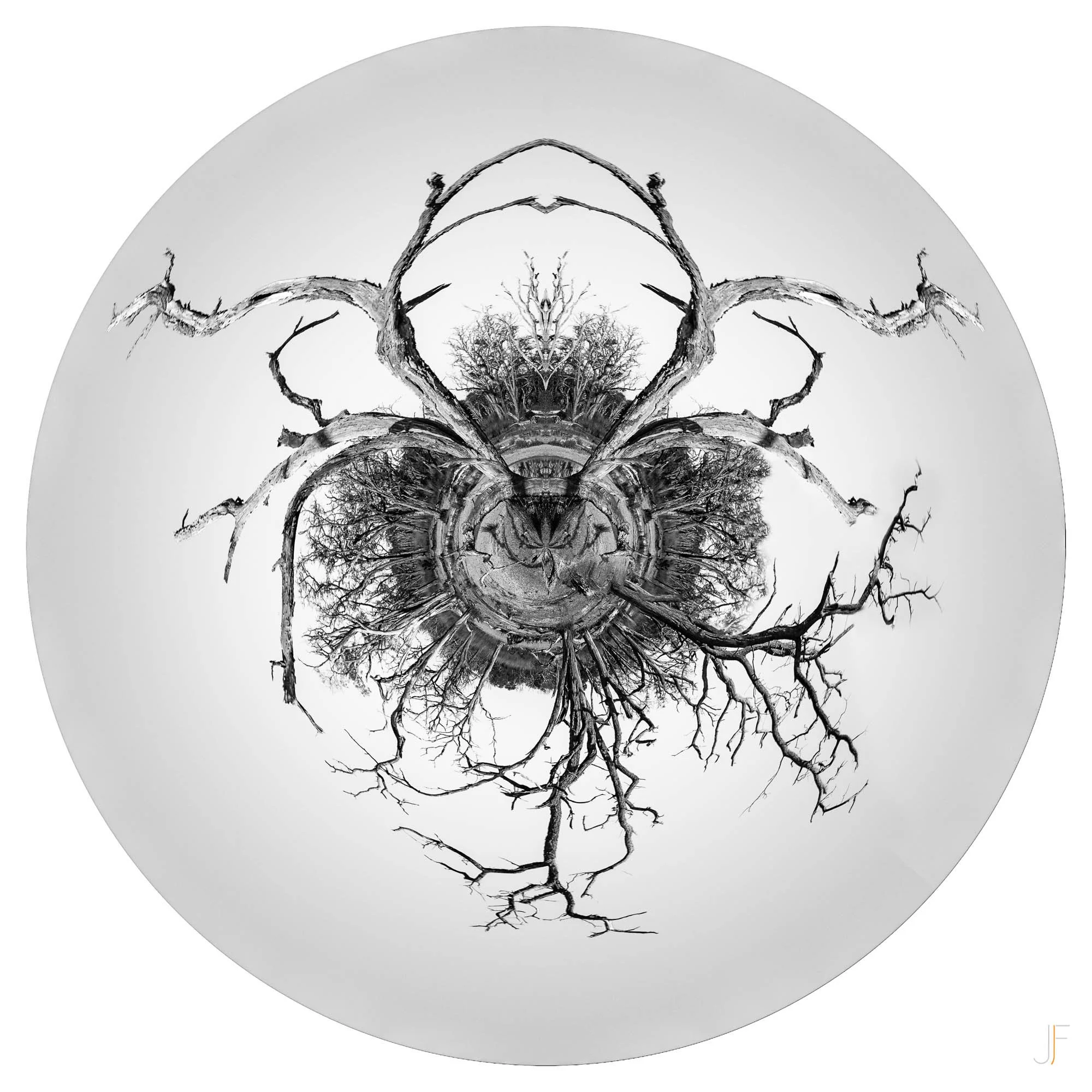 Iris-2.jpg