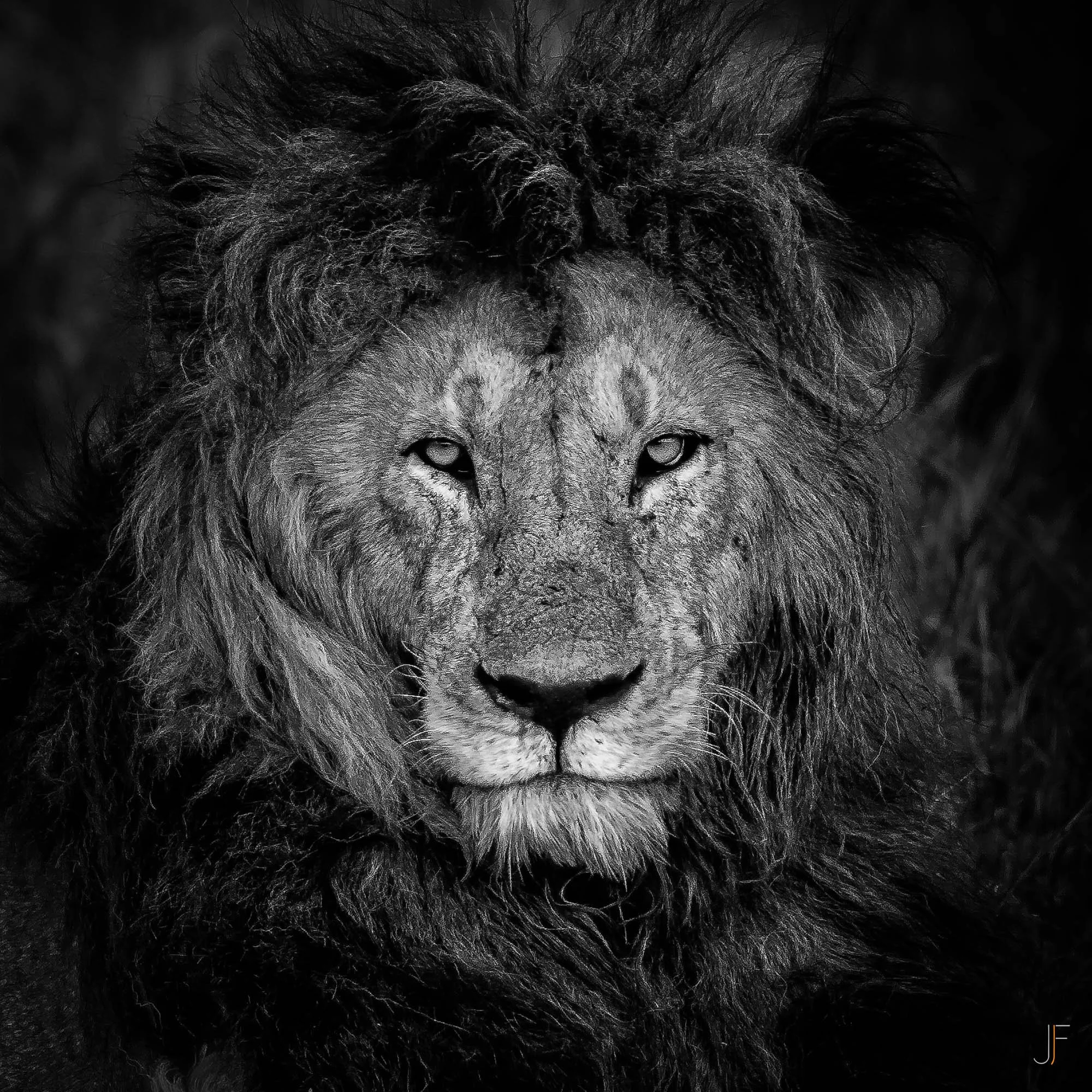Un lion noir et blanc avec un regard perçant, montrant la tête et le visage.