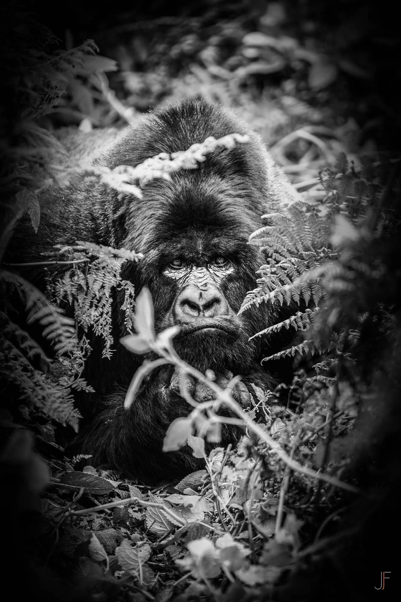 Un gorille couché dans la végétation dense, regardant fixement l'objectif, en noir et blanc.