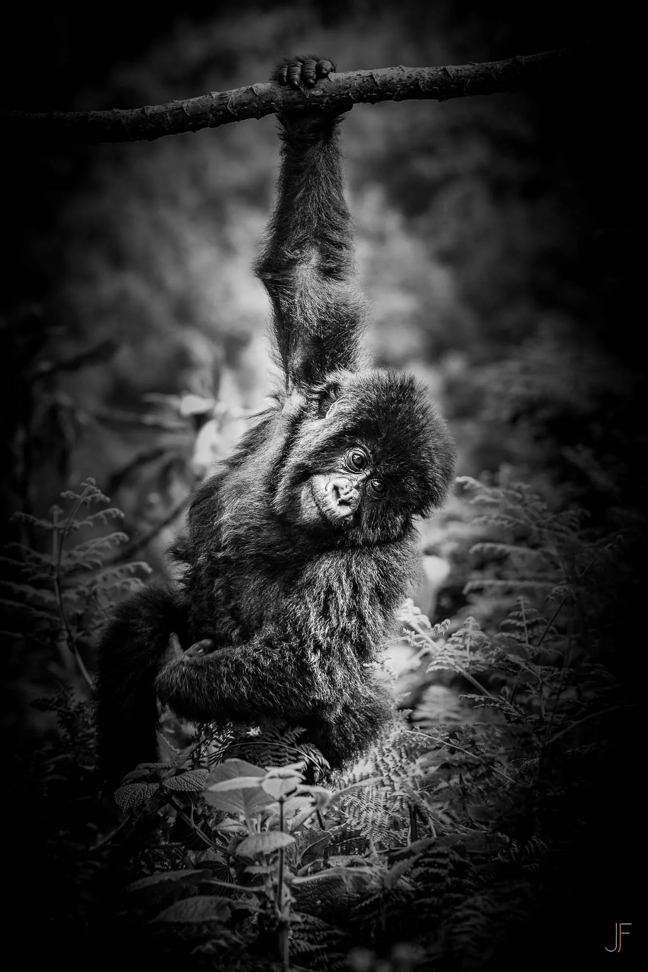 Un bébé gorille suspendu à une branche en milieu forestier, en noir et blanc.