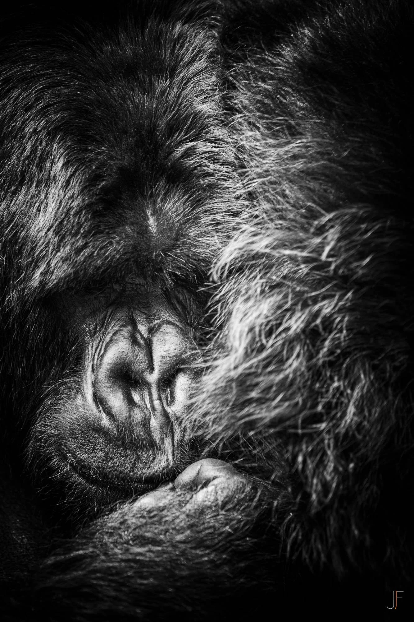 Un portrait en noir et blanc d'un gorille endormi, montrant seulement la moitié de son visage et ses bras croisés.