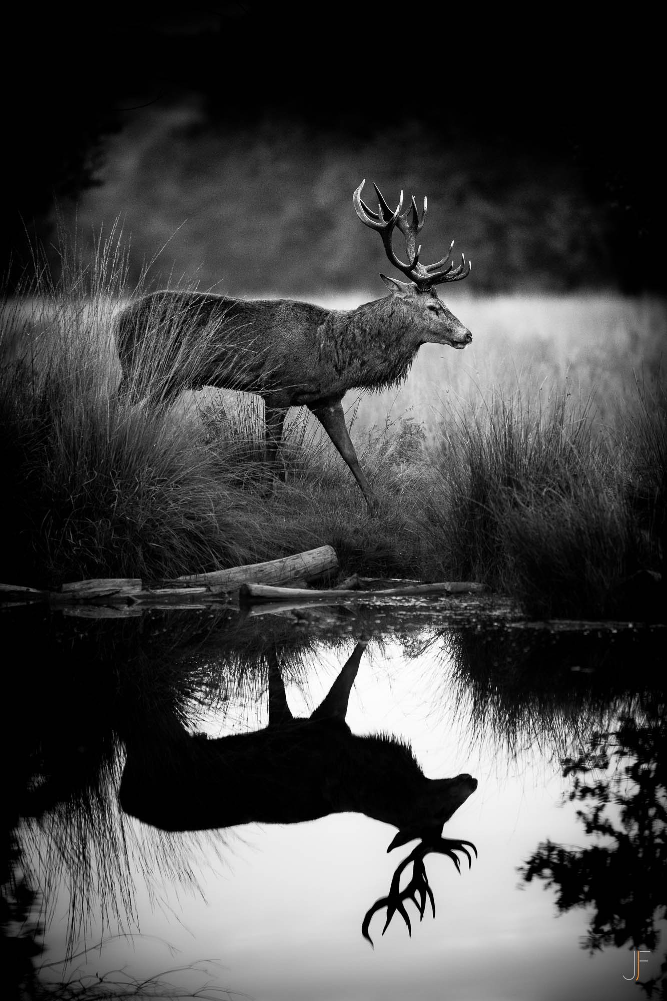 Cerf-5.jpg