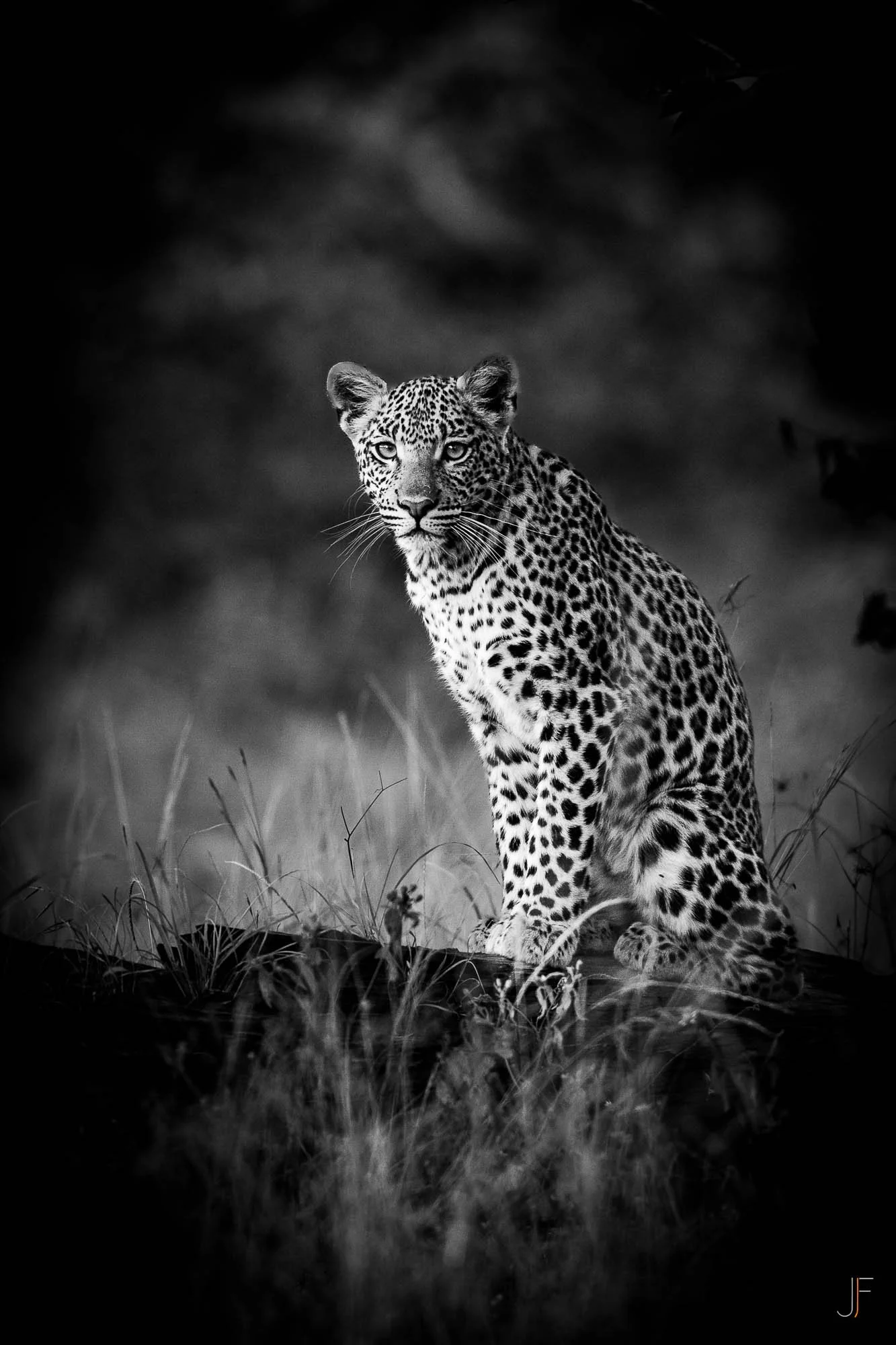 Un léopard dans l'herbe, regardant vers l'objectif, en noir et blanc.