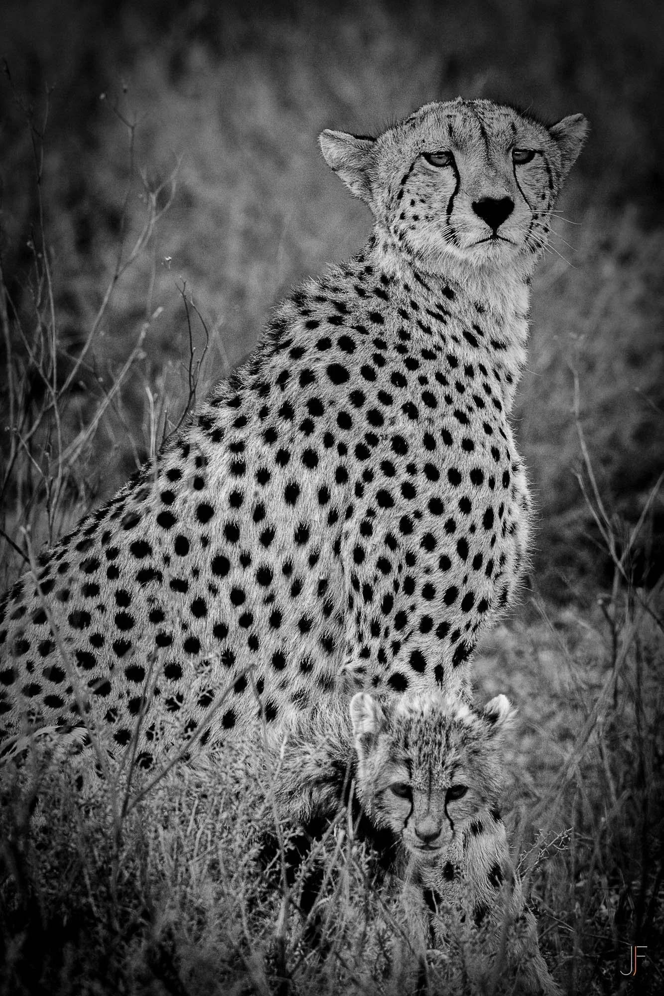 Une image en noir et blanc d'un guépard, avec un jeune guépard marche à côté de lui dans la végétation.