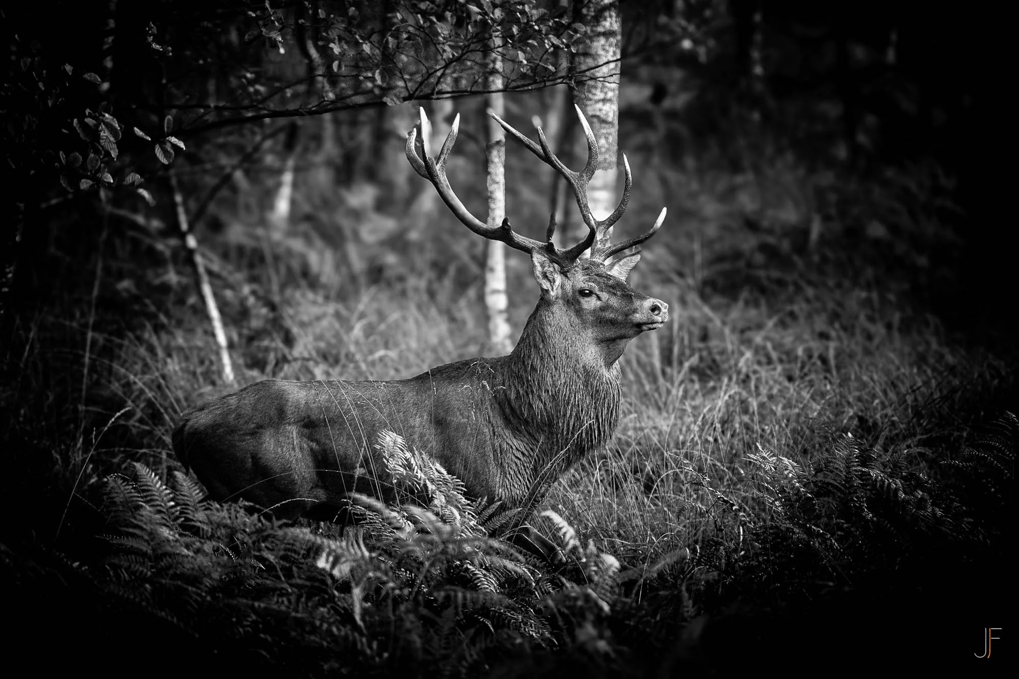 Cerf-2.jpg