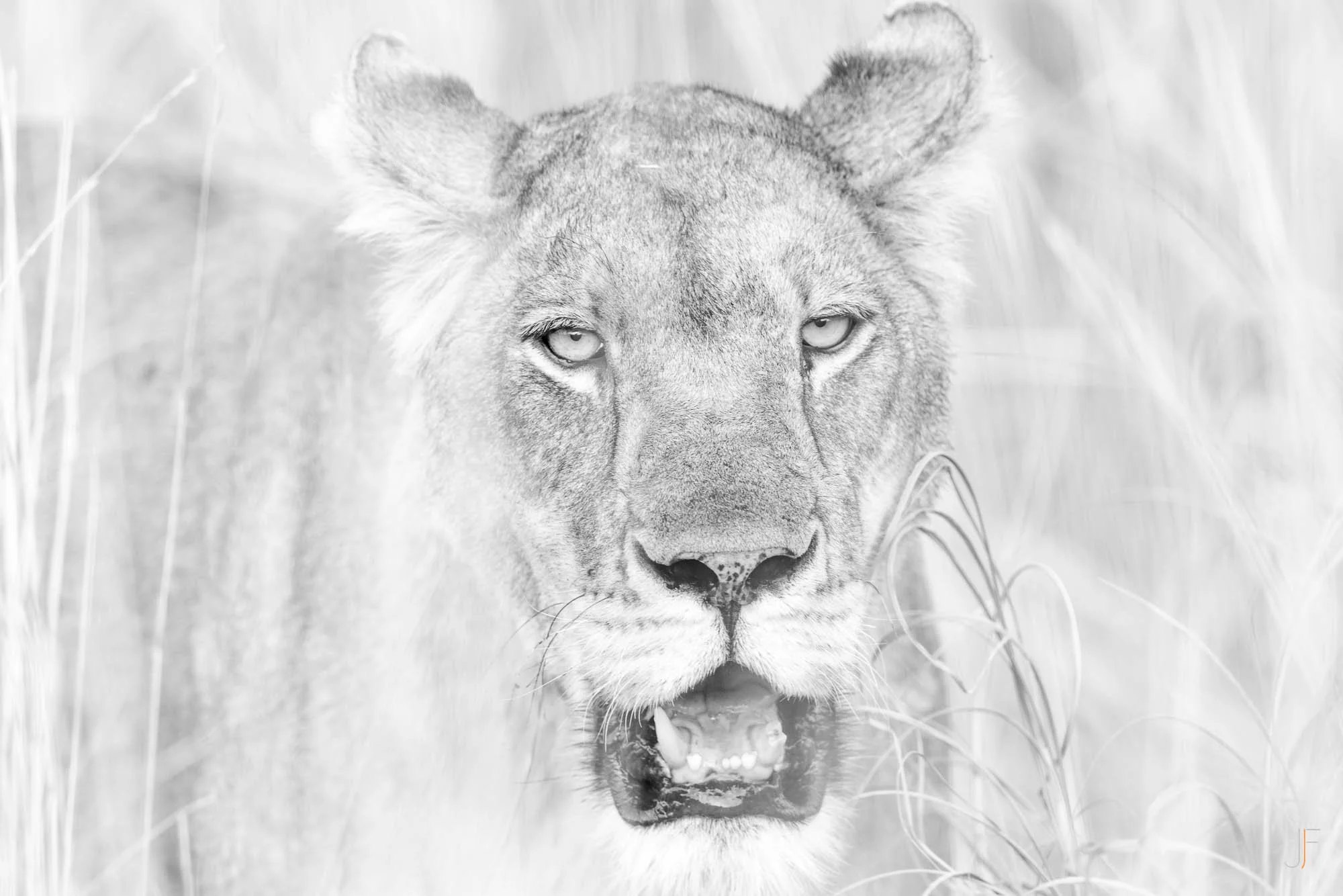 Lionne en marche dans l'herbe, vue frontale, en noir et blanc.
