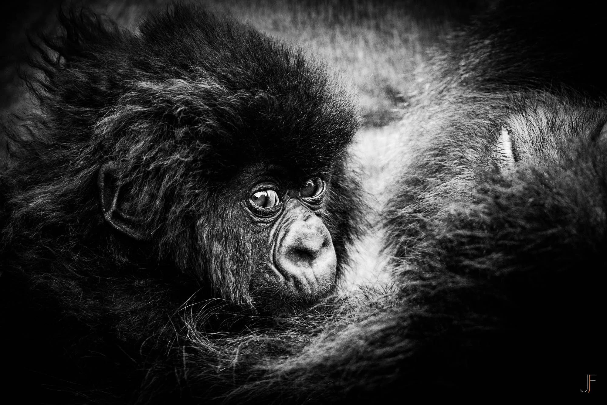 Première plan d'un gorille noir en gros plan, montrant son visage et une partie de son corps, avec un arrière-plan noir.
