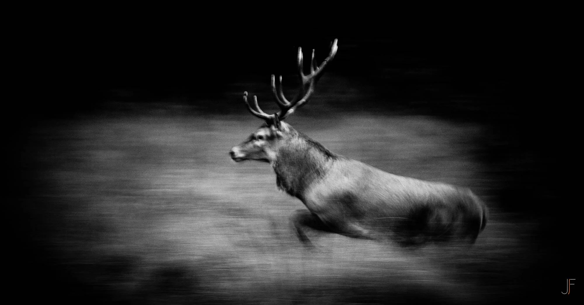 Cerf.jpg