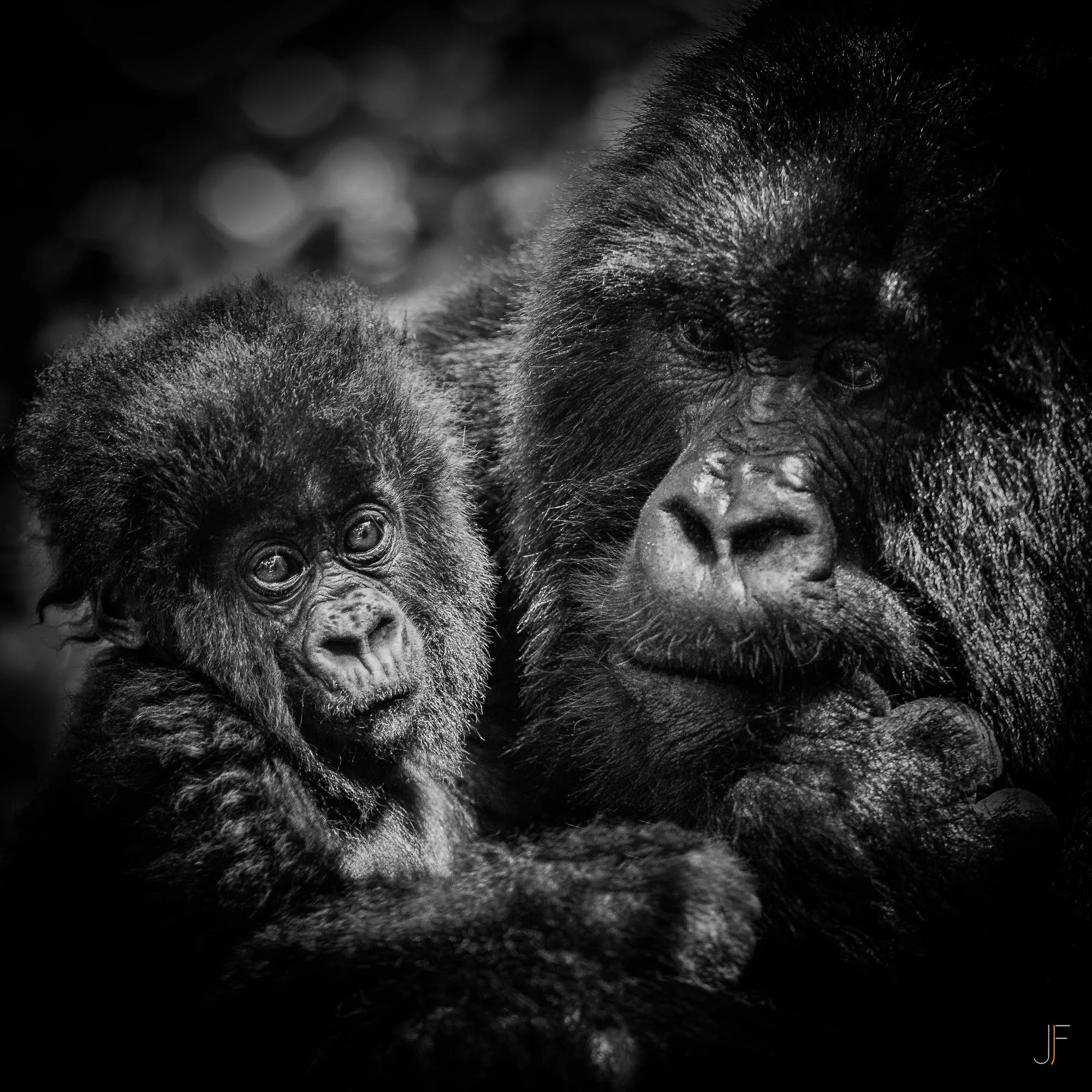 Deux gorilles, dont un jeune, en gros plan, en noir et blanc, avec une mise en scène artistique