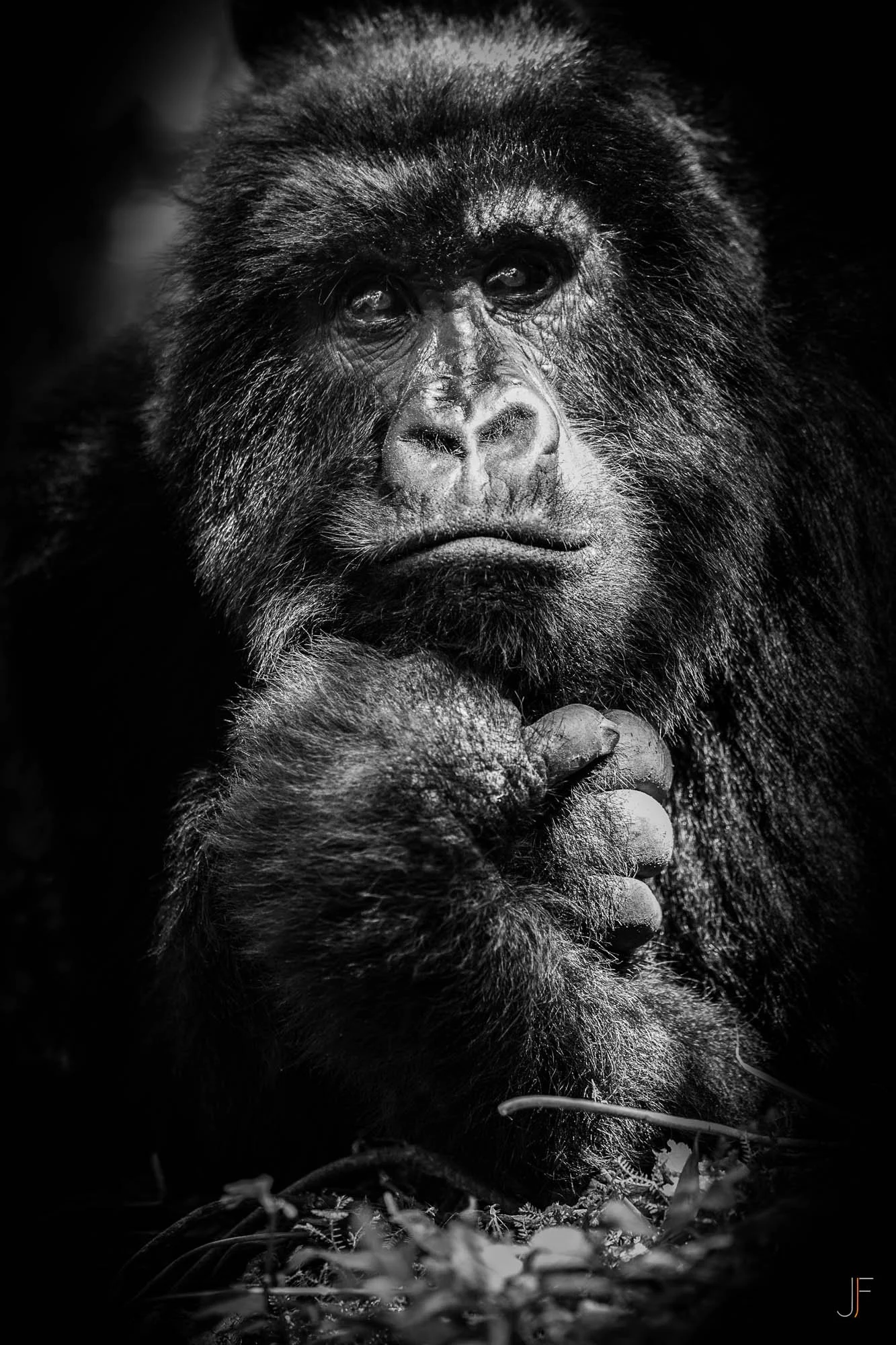 Un portrait en noir et blanc d'un jeune gorille avec des yeux expressifs, tenant une petite branche ou racine dans sa main, entouré de végétation. 