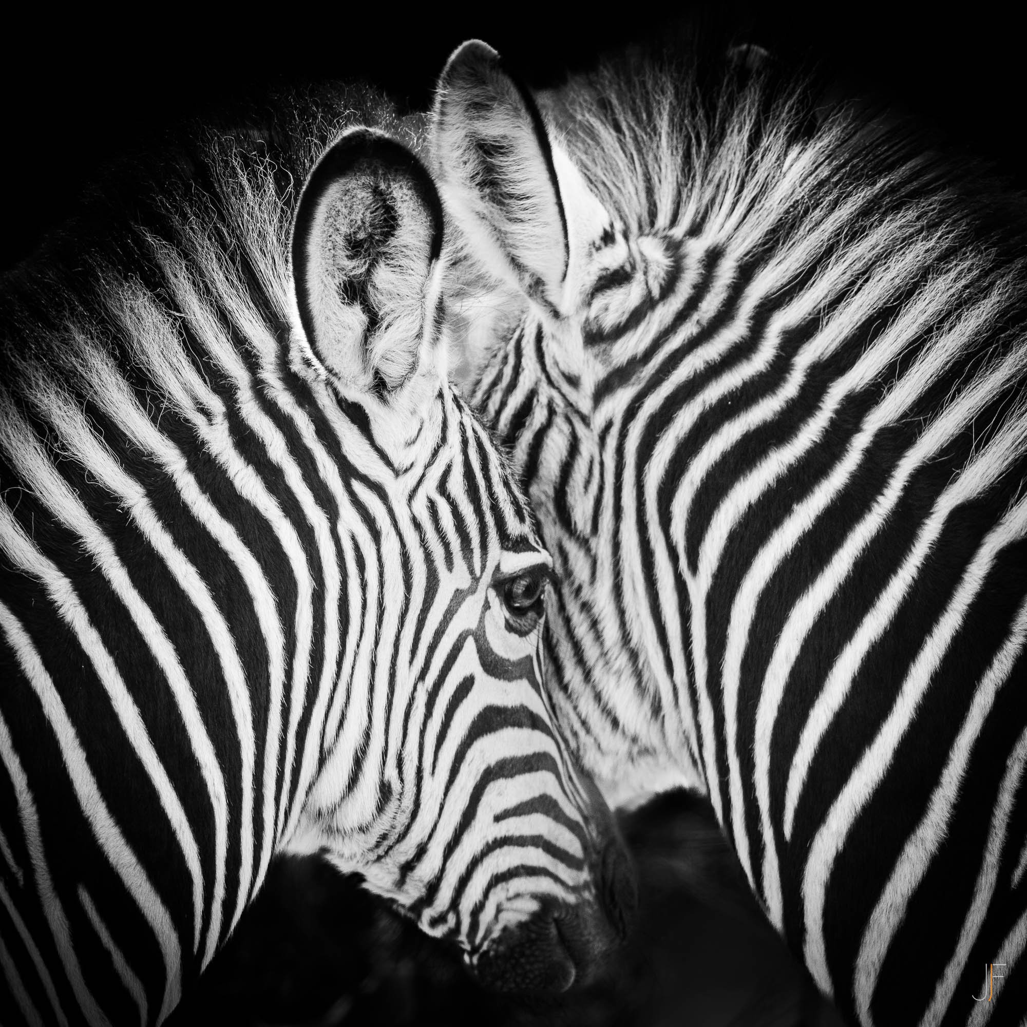 Deux zèbres noirs et blancs se touchent doucement leur tête, formant un amour tendre, avec un fond noir.