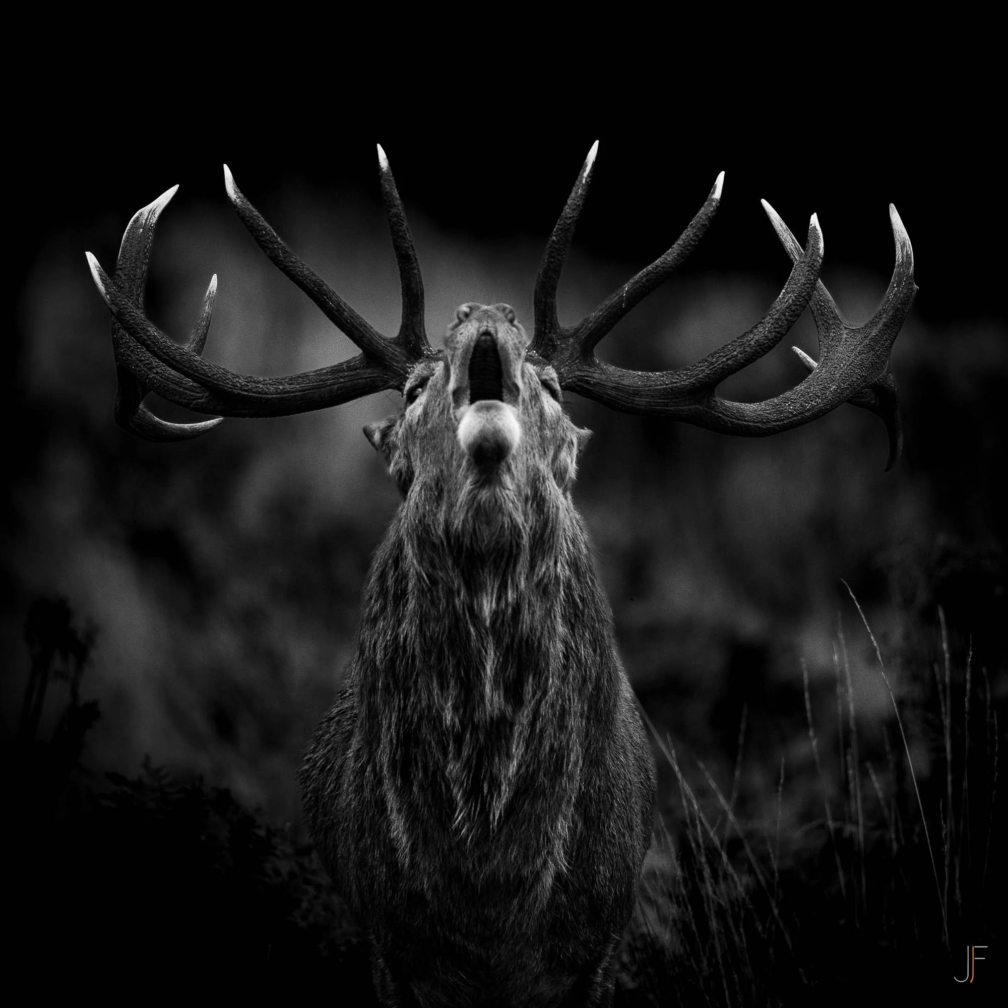 Cerf-10.jpg