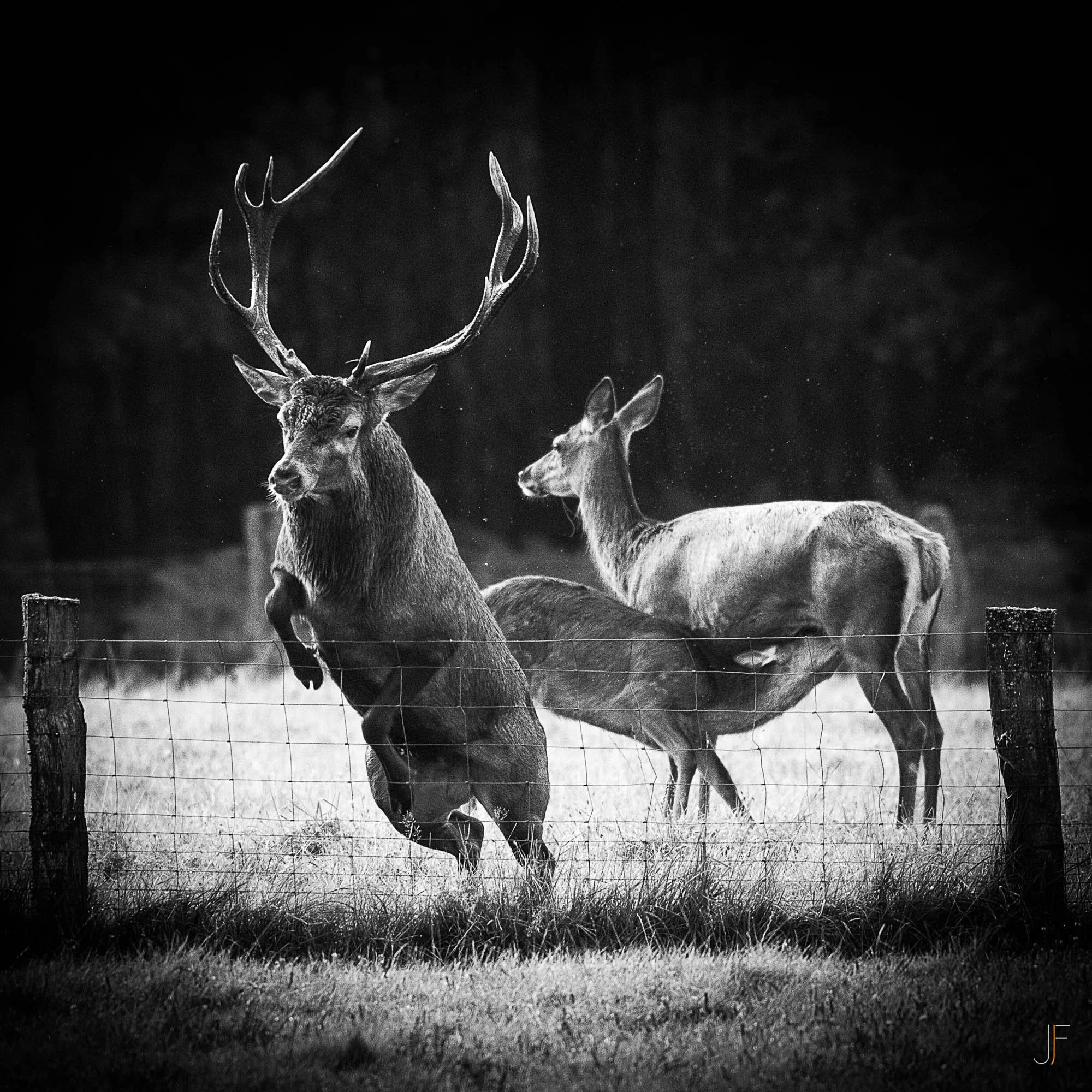 Cerf-3.jpg