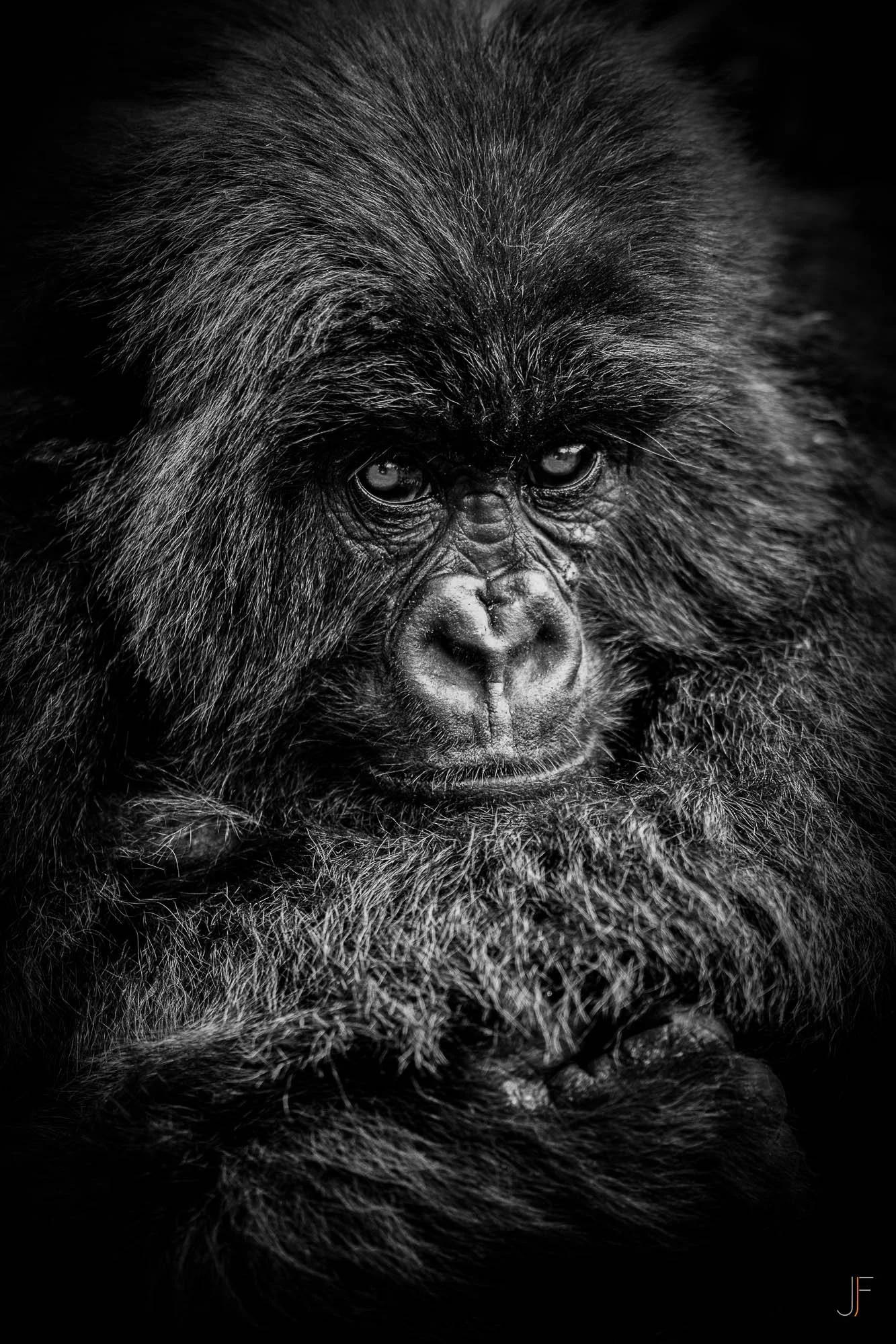Un gros plan en noir et blanc d'un gorille, montrant son visage expressif et ses détails de la fourrure.