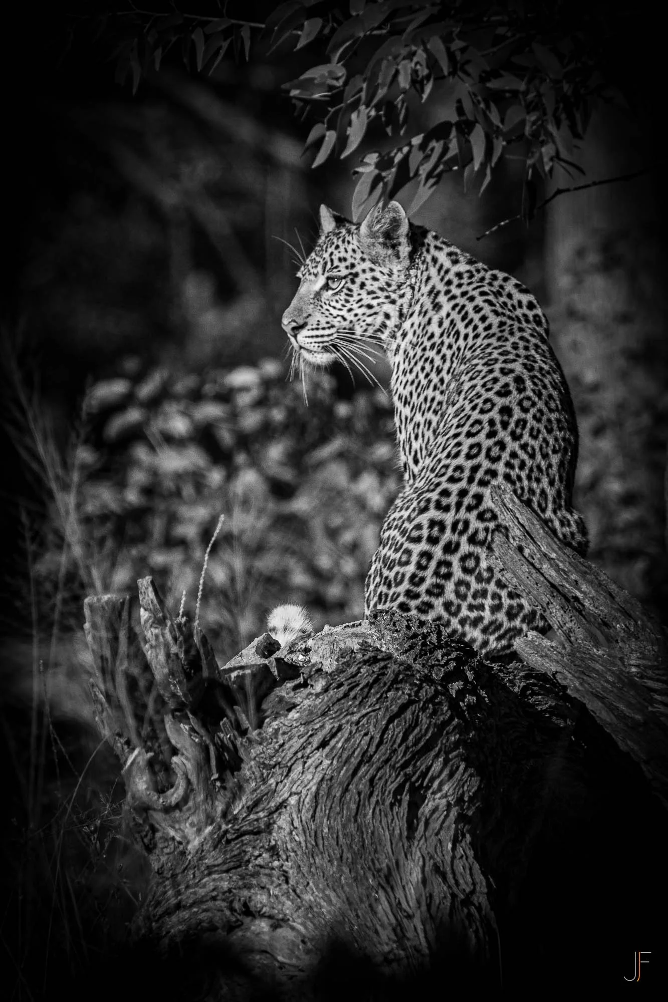 Un léopard perché sur une branche d'arbre, dans un environnement forestier, en noir et blanc.