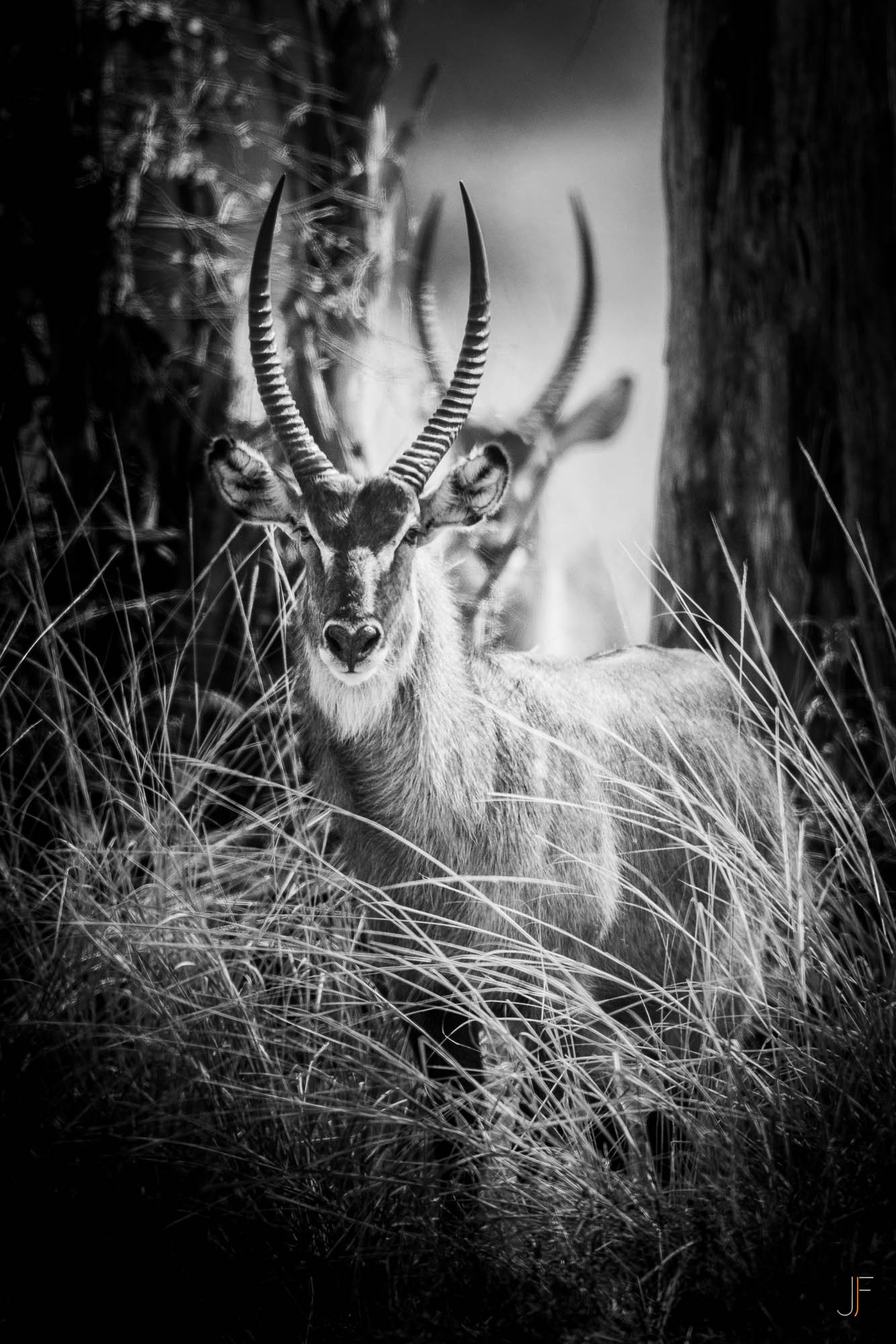 Un kudu portant des cornes longues et courbées, assis dans des hautes herbes, avec un arbre à droite et un arrière-plan flou. Photo en noir et blanc.