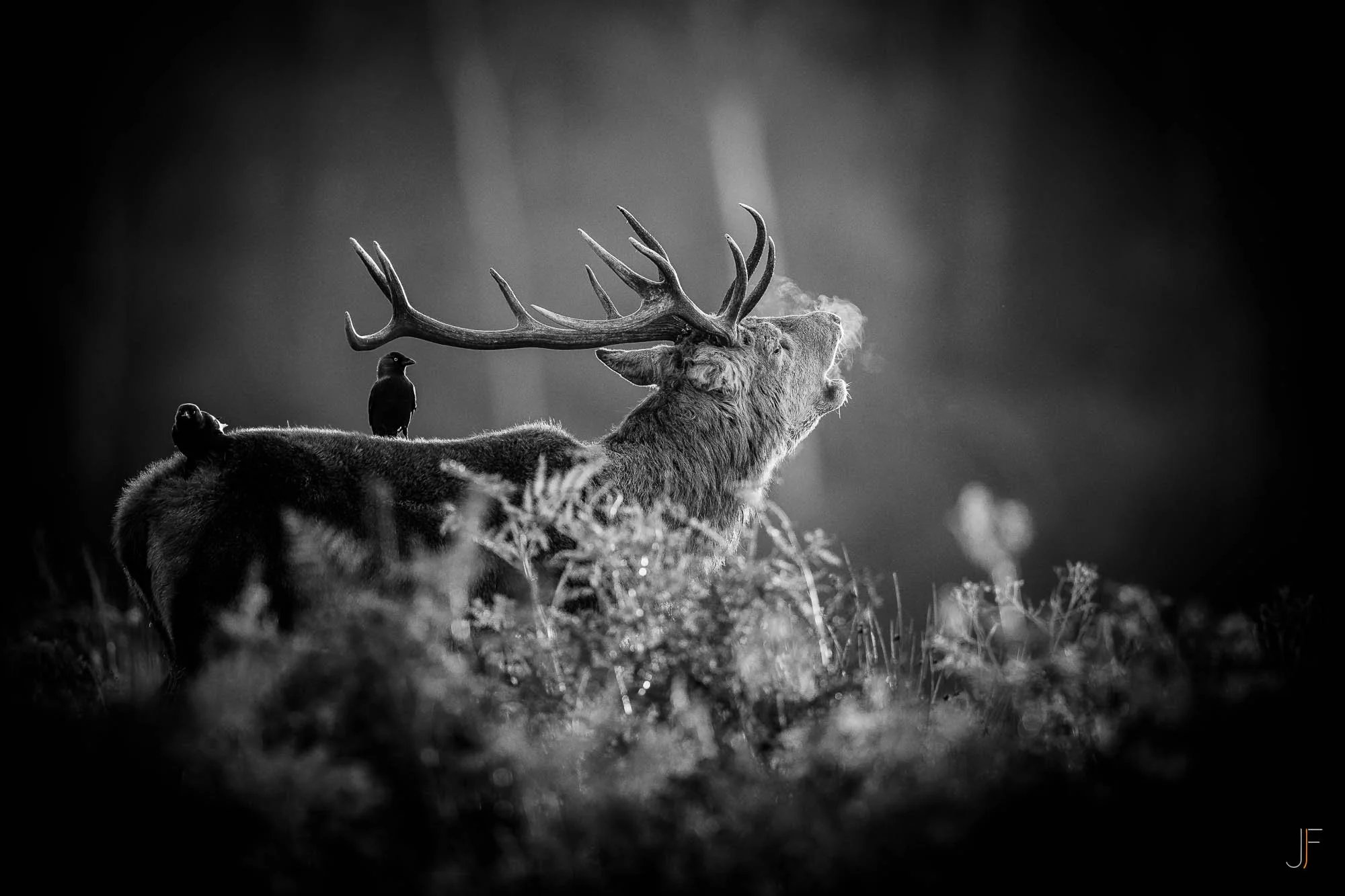 Cerf-6.jpg