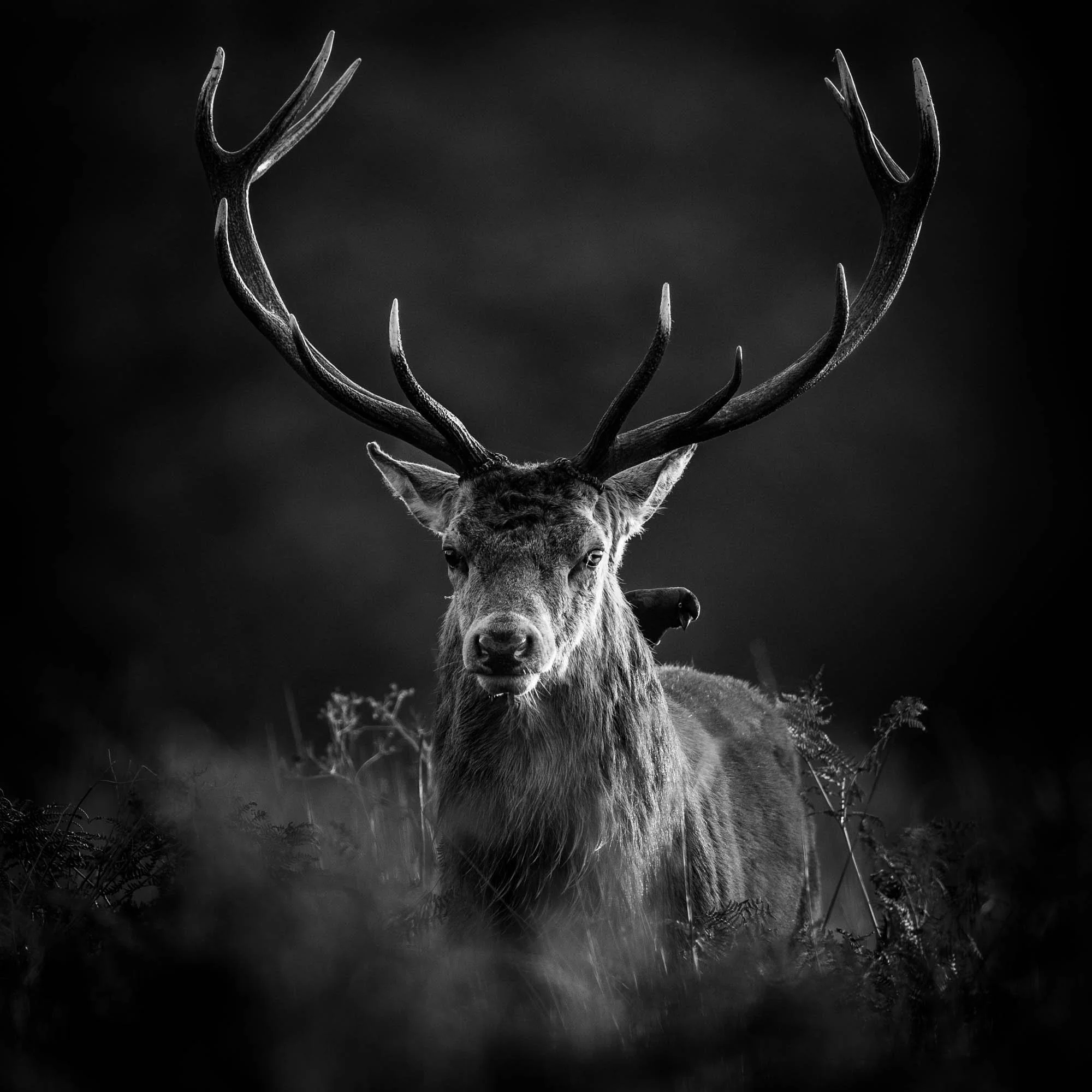 Un cerf avec des bois impressionnants dans un environnement naturel sombre.