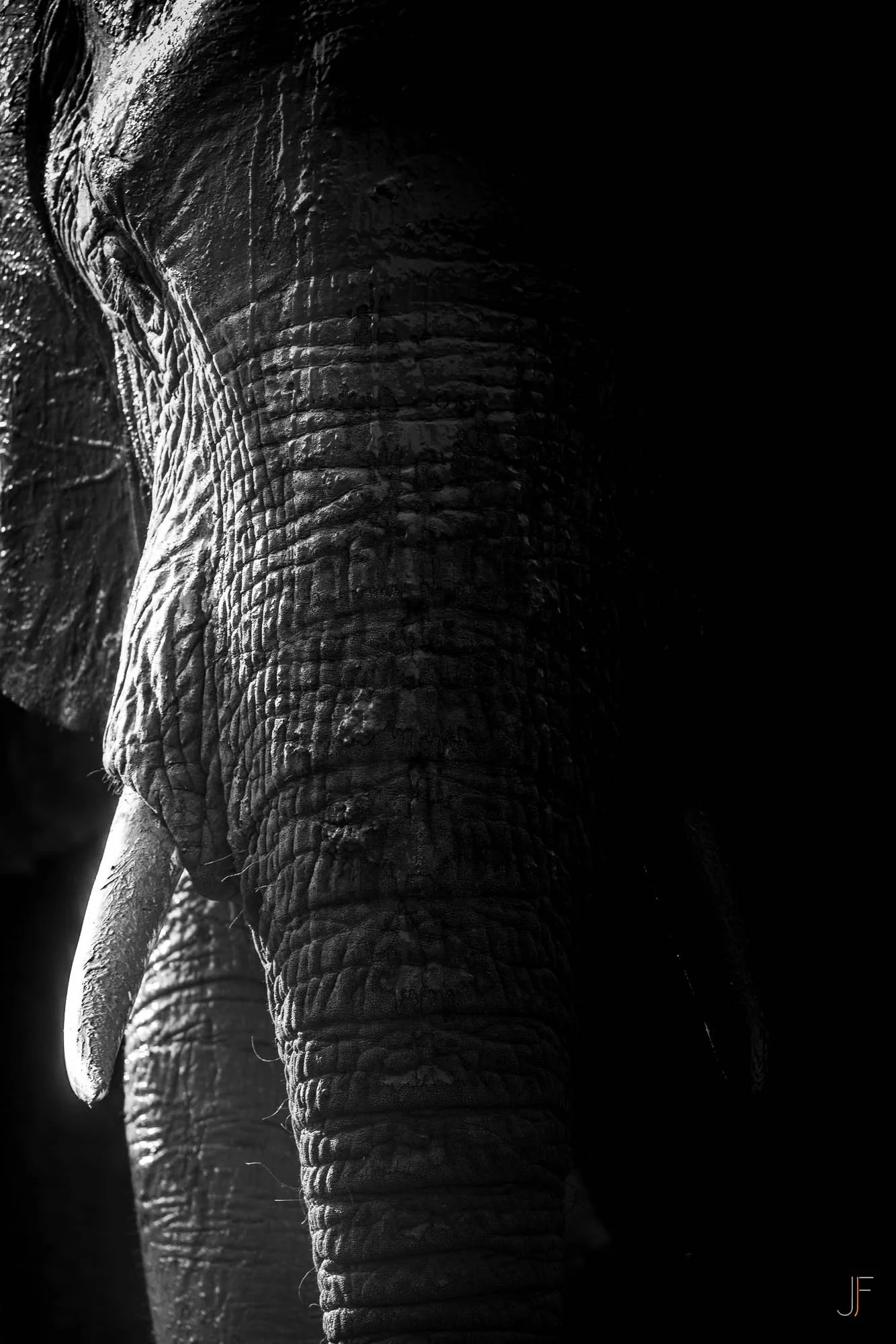 Une photo en noir et blanc d'un éléphant, mettant en valeur sa peau texturée et sa longue trompe.