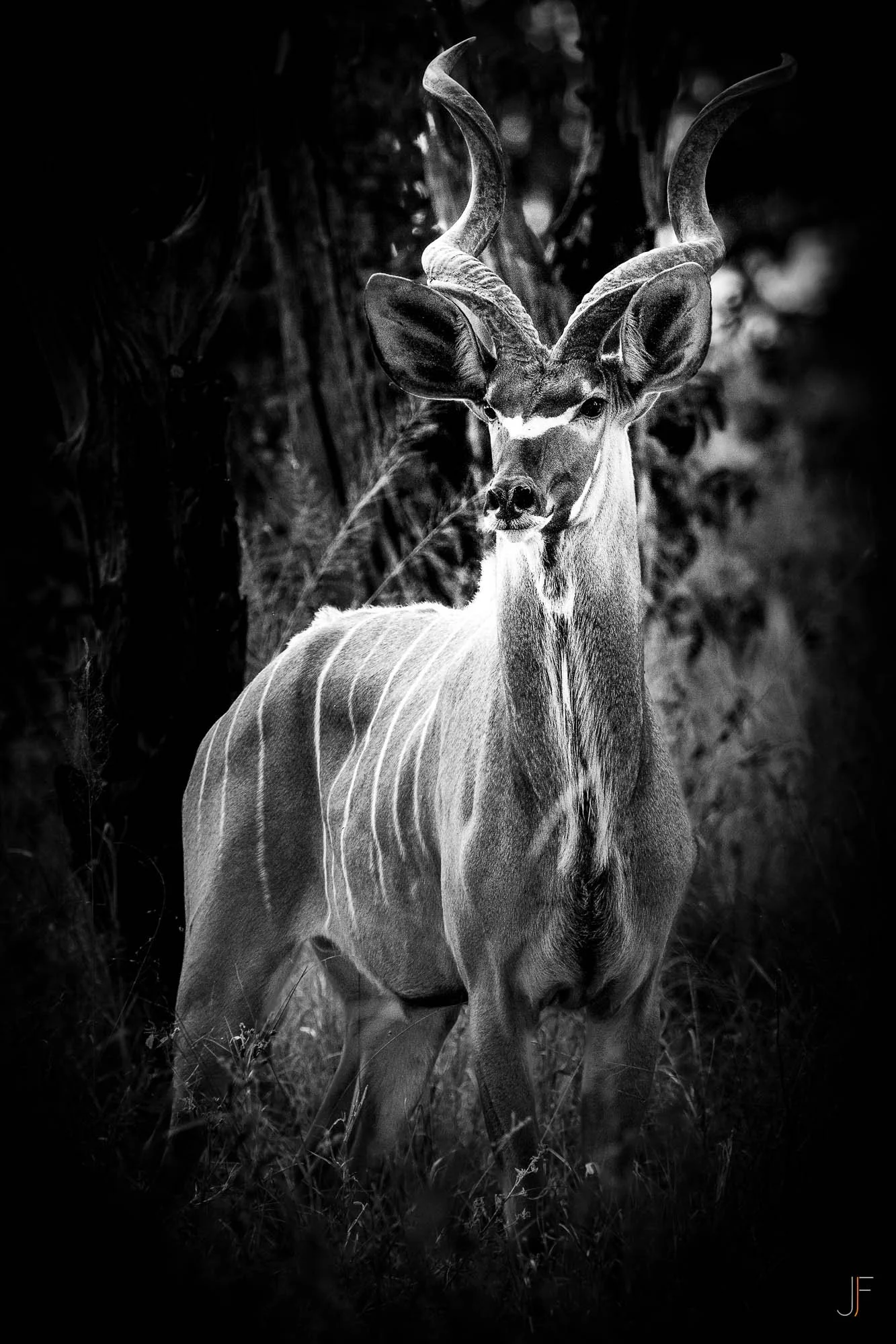 Un koudou en noir et blanc, avec de longues cornes courbées et des rayures sur le corps, dans un environnement naturel dense.