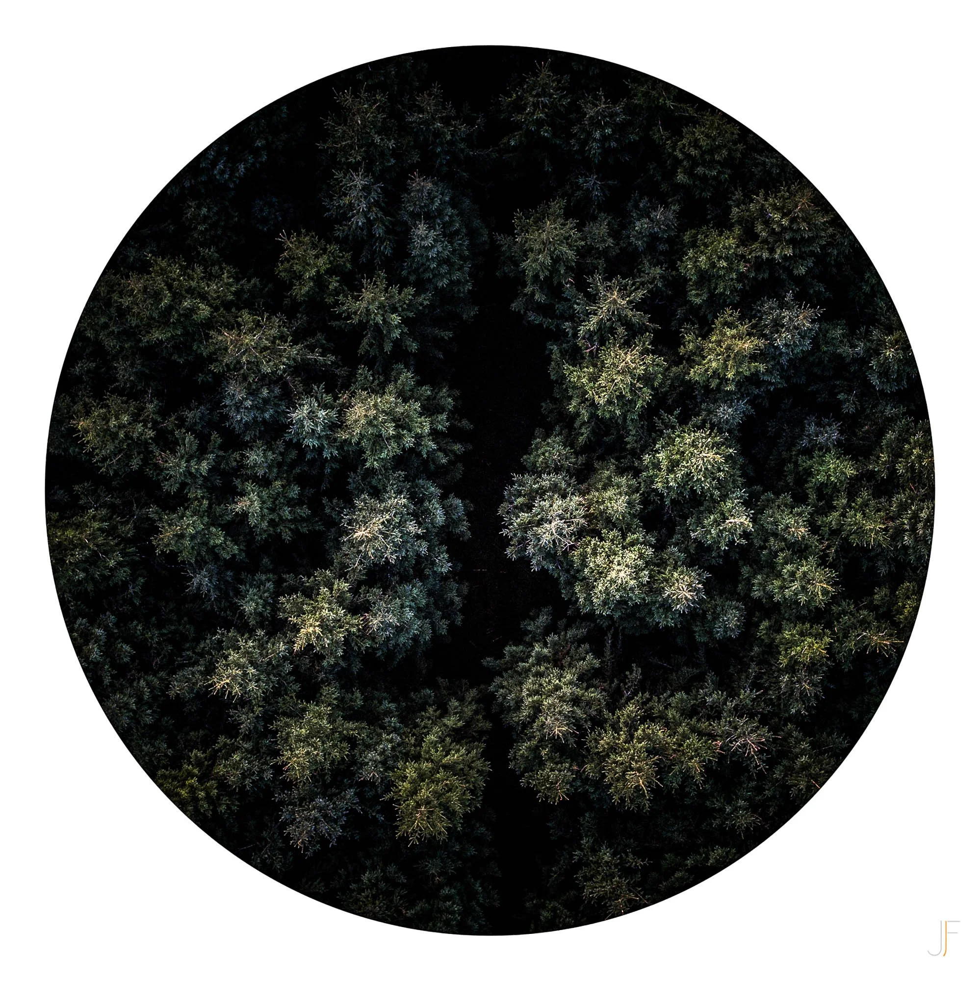 Iris-3.jpg