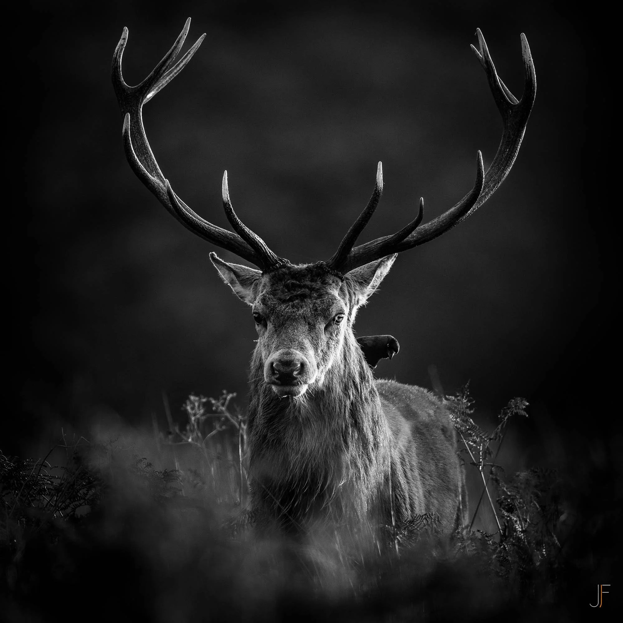 Cerf-7.jpg