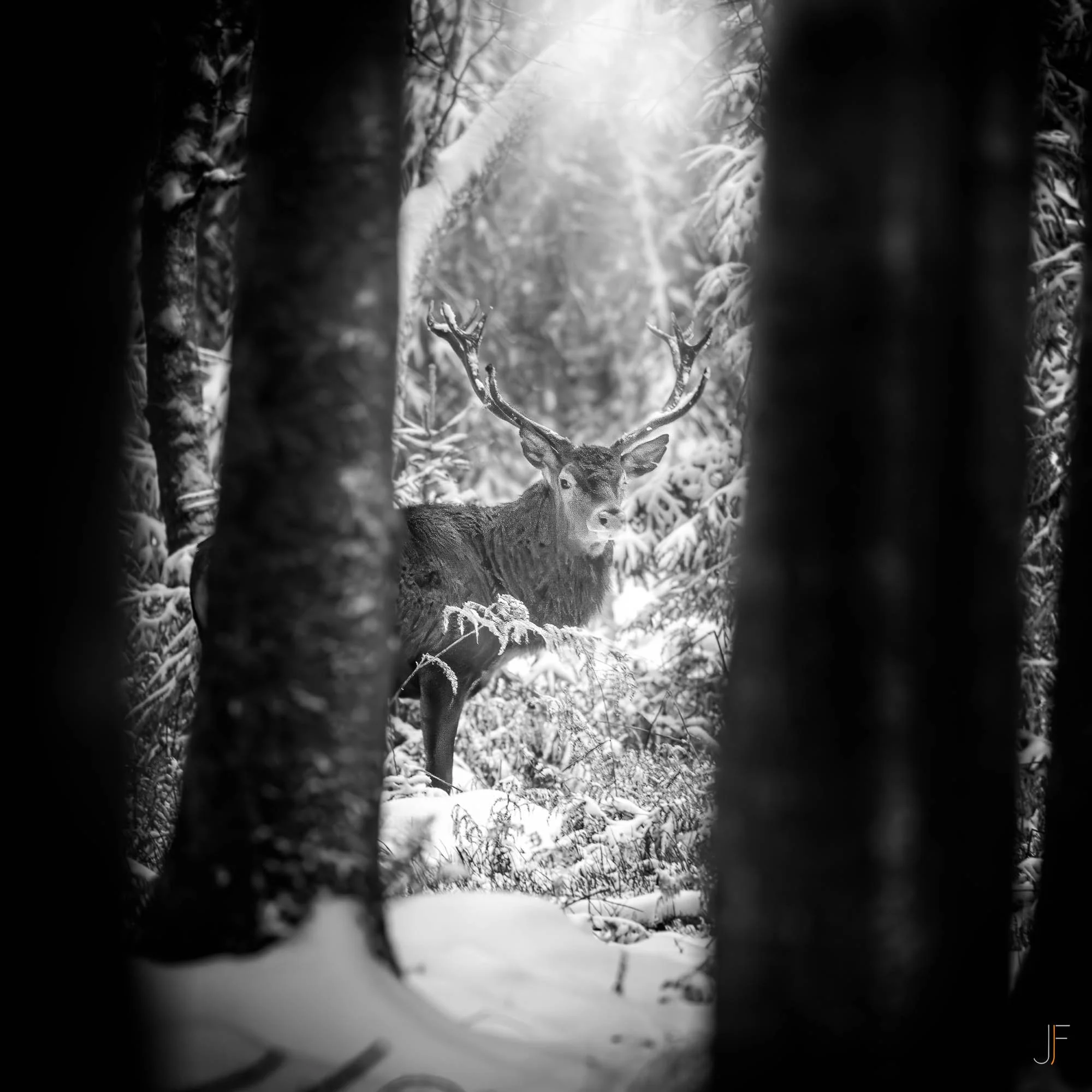 Cerf-9.jpg