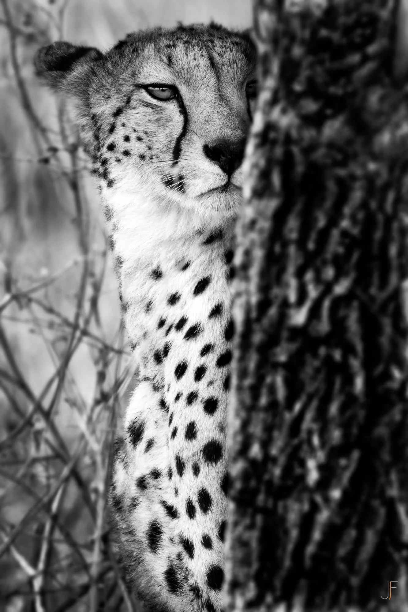 Photographie en noir et blanc d'un guépard vu de face, avec une expression sérieuse, derrière un arbre.