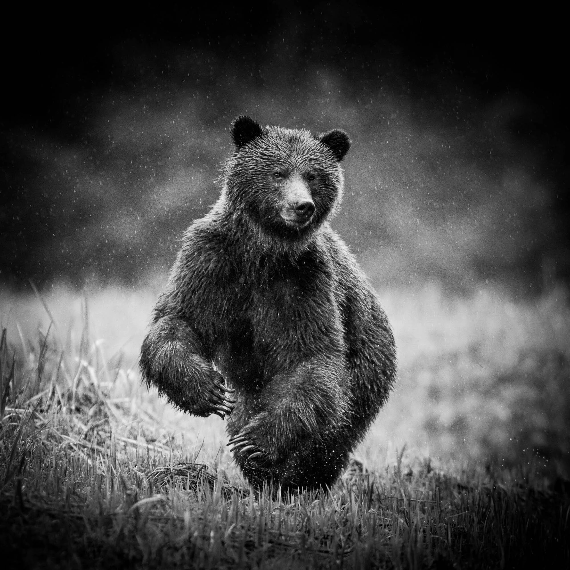Un ours brun courait dans un environnement forestier, avec de l'herbe et des arbres en arrière-plan, sous une lumière tamisée.