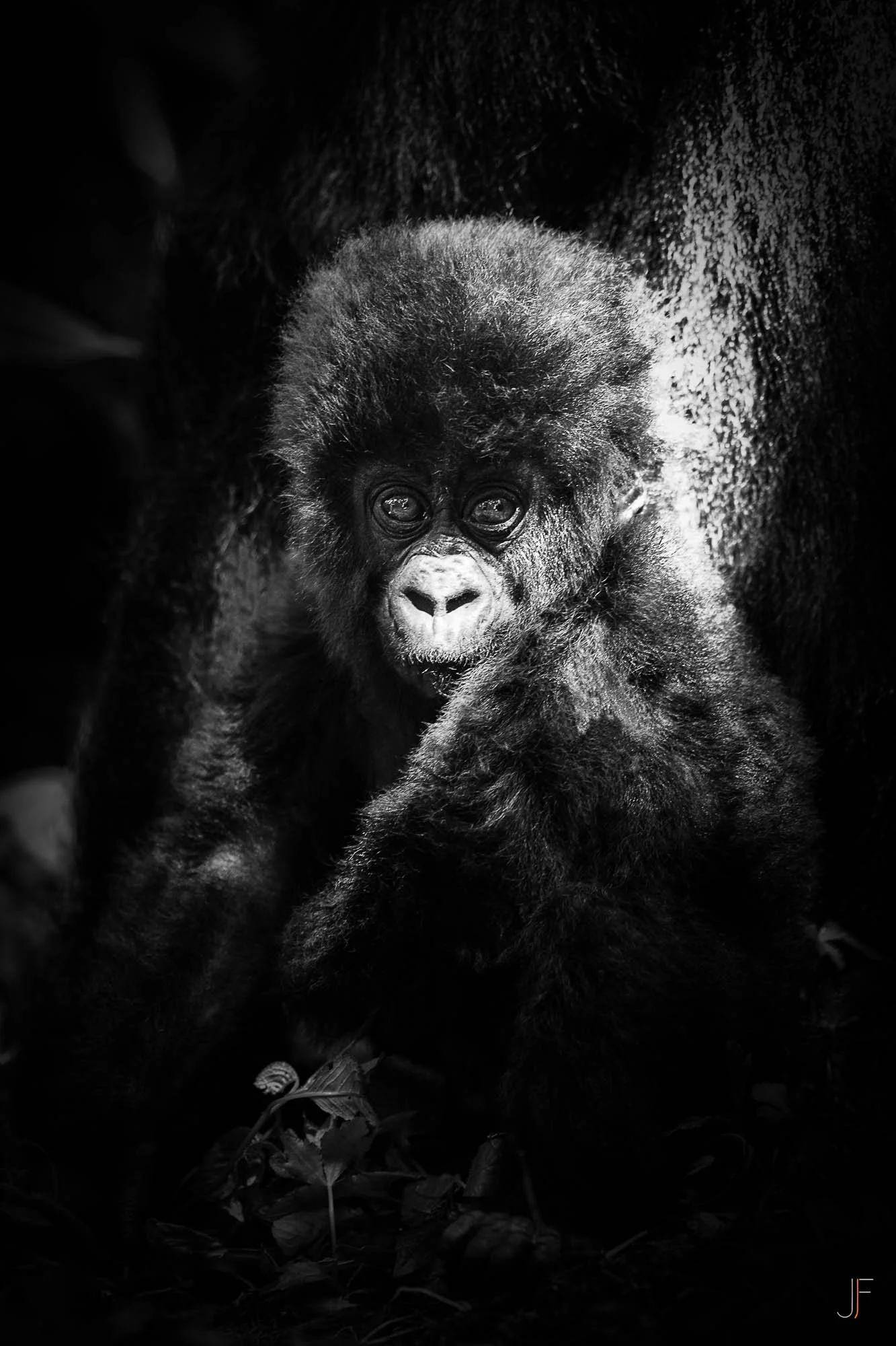 Jeune gorille noir regardant l'objectif, en plein milieu de la forêt, noir et blanc, avec des feuilles à ses pieds.