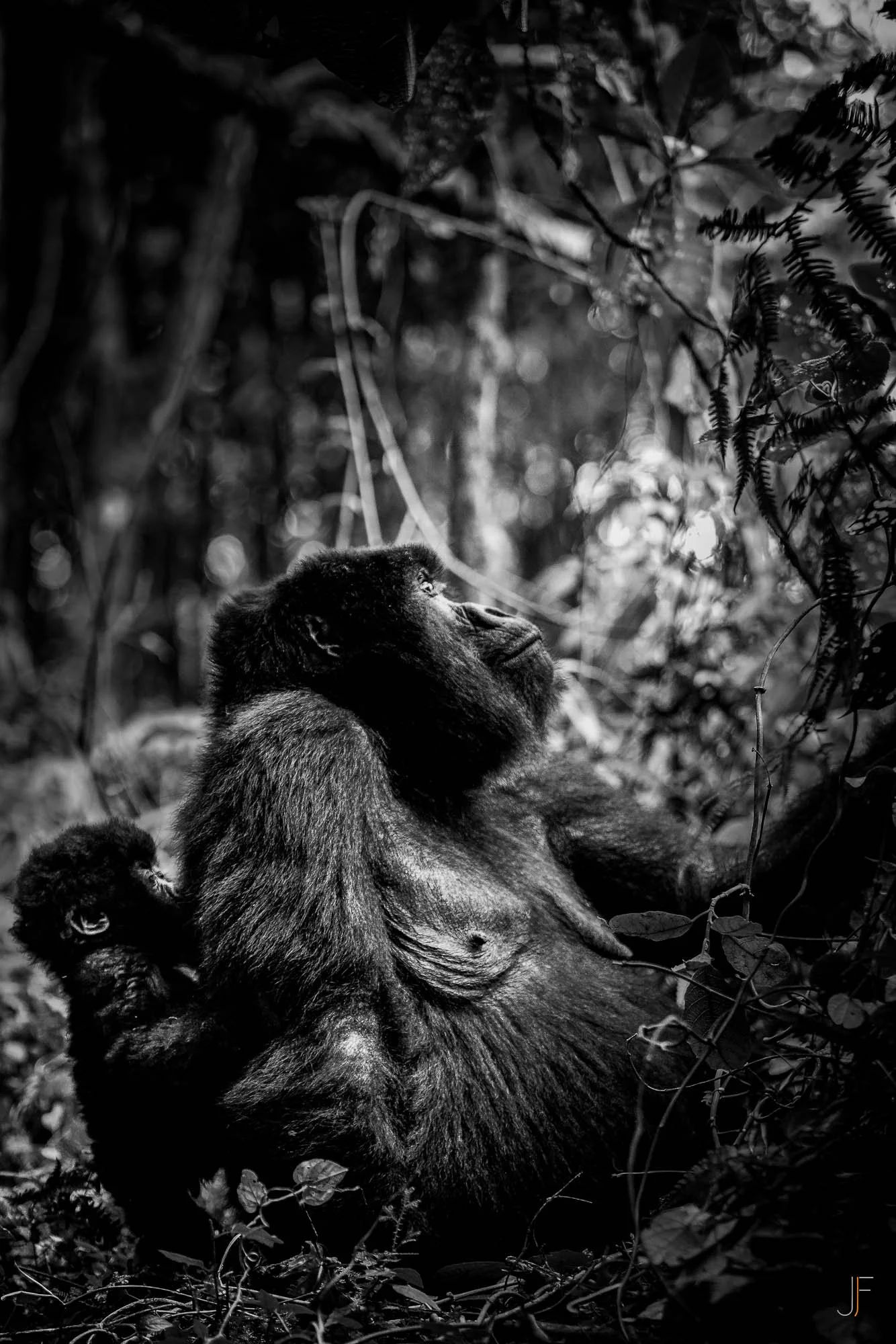 Un gorille regarde vers le haut dans une forêt dense, en noir et blanc.