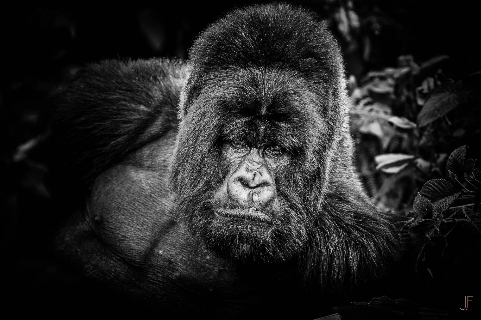 Un gorille pelage sombre, avec un visage expression neutre, assis parmi des feuilles dans la forêt, en noir et blanc.