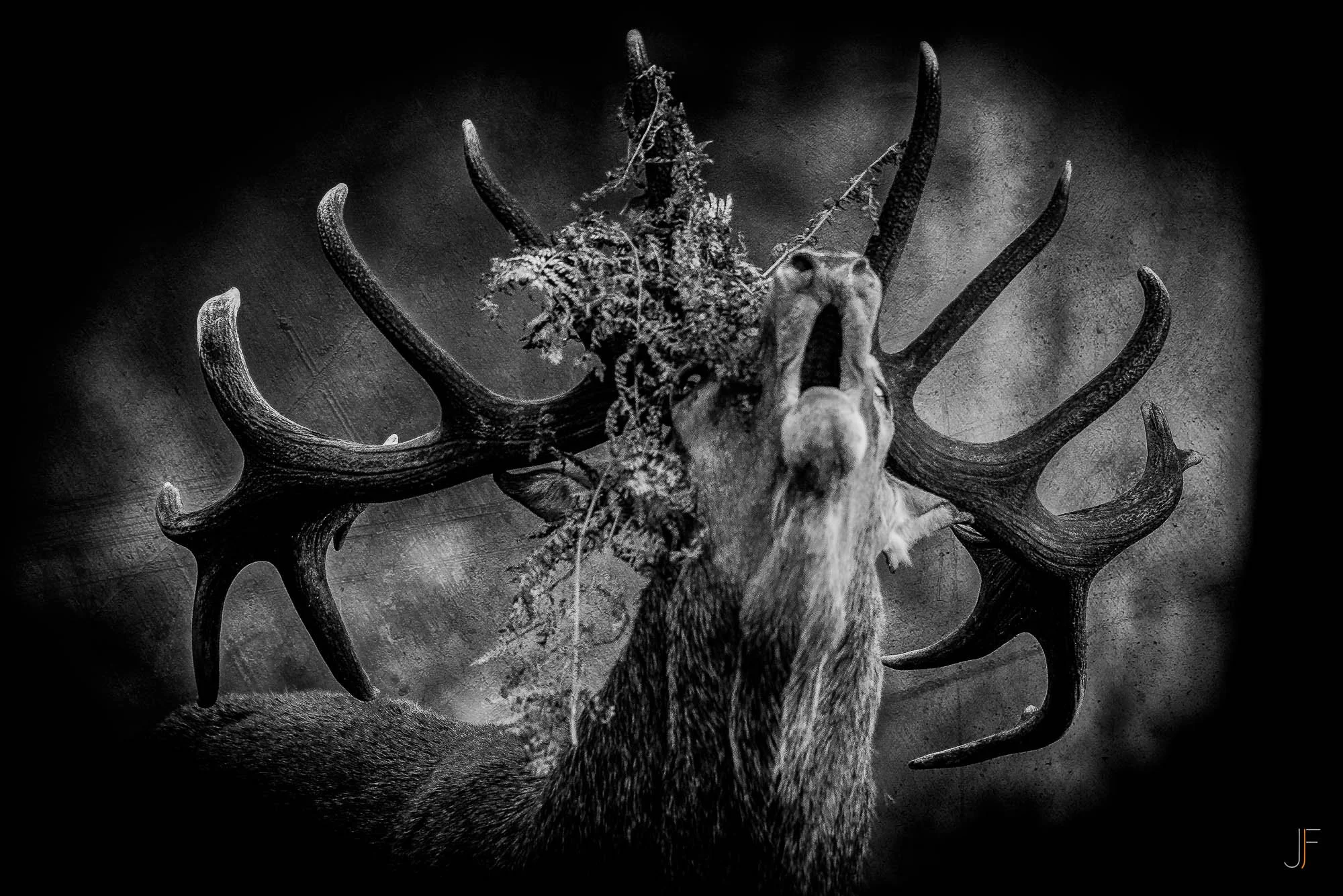 Cerf-4.jpg