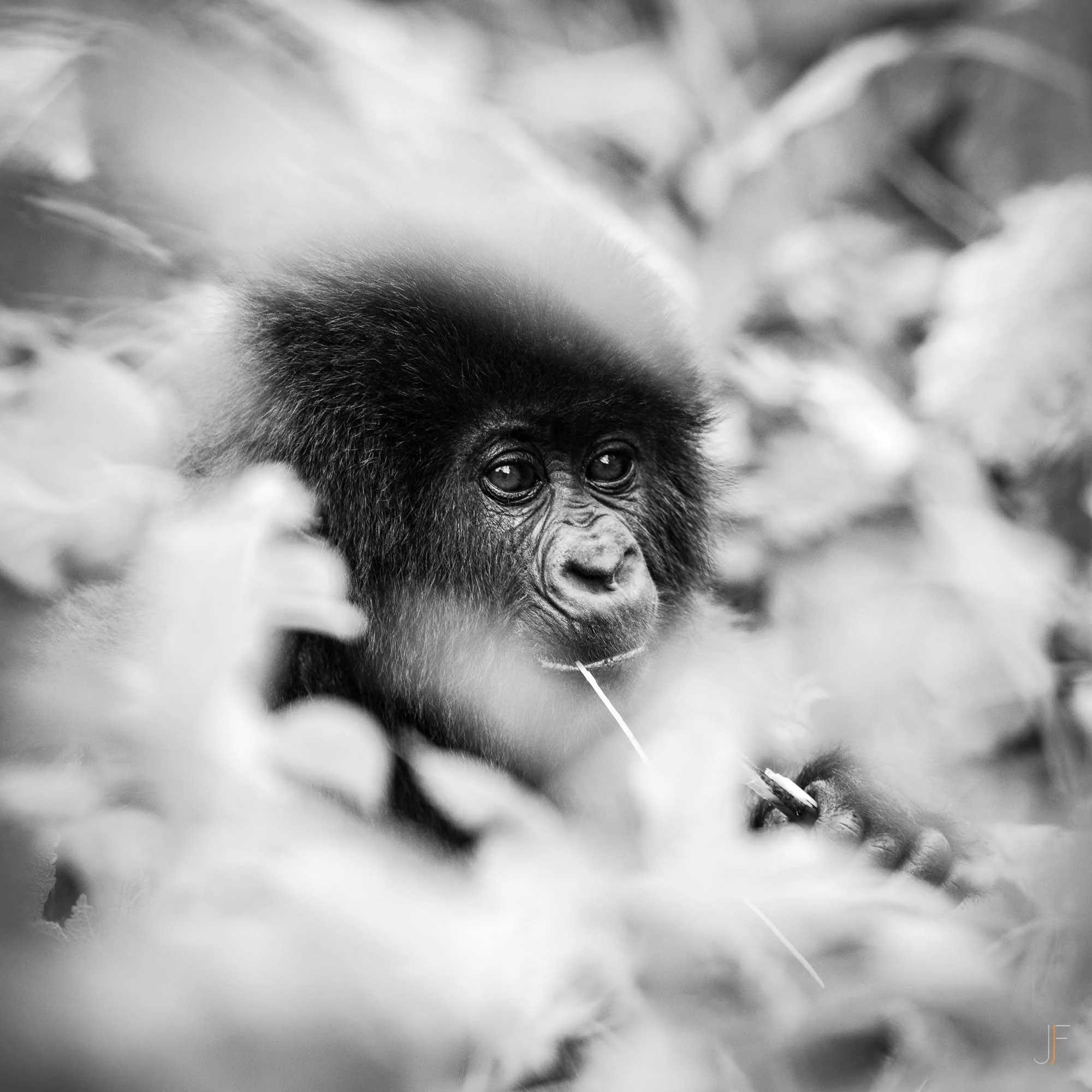 Un bébé gorille en noir et blanc regarde fixement. Le fond est flou et la photo est prise en gros plan, mettant en évidence le visage du gorille et ses yeux expressifs.