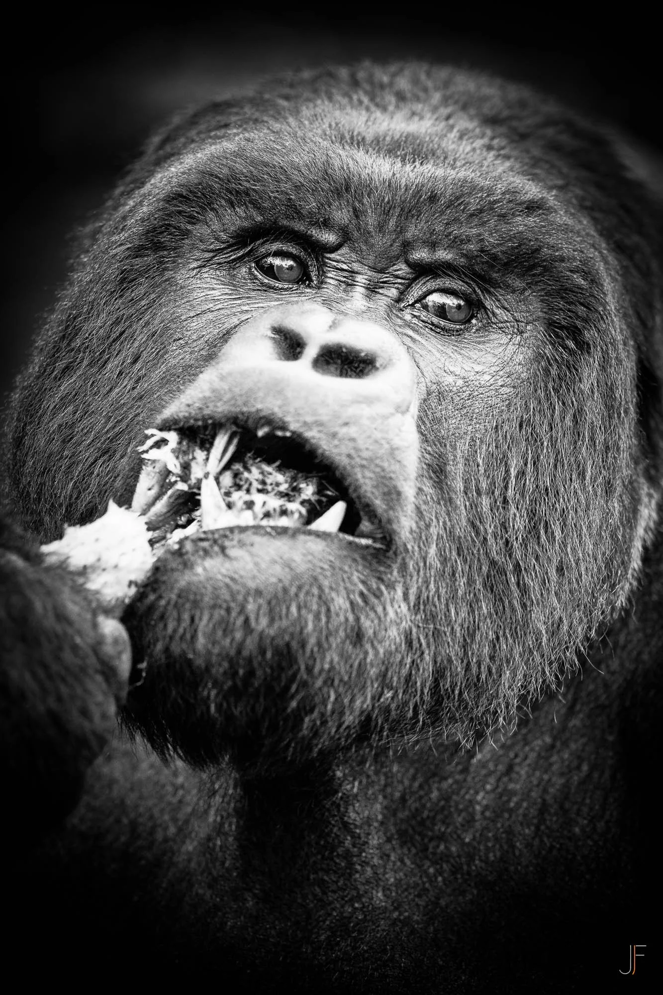 Un gros plan d'un gorille mâle noir et blanc, montrant sa tête et ses épaules, avec une expression intense, il croque un bambou