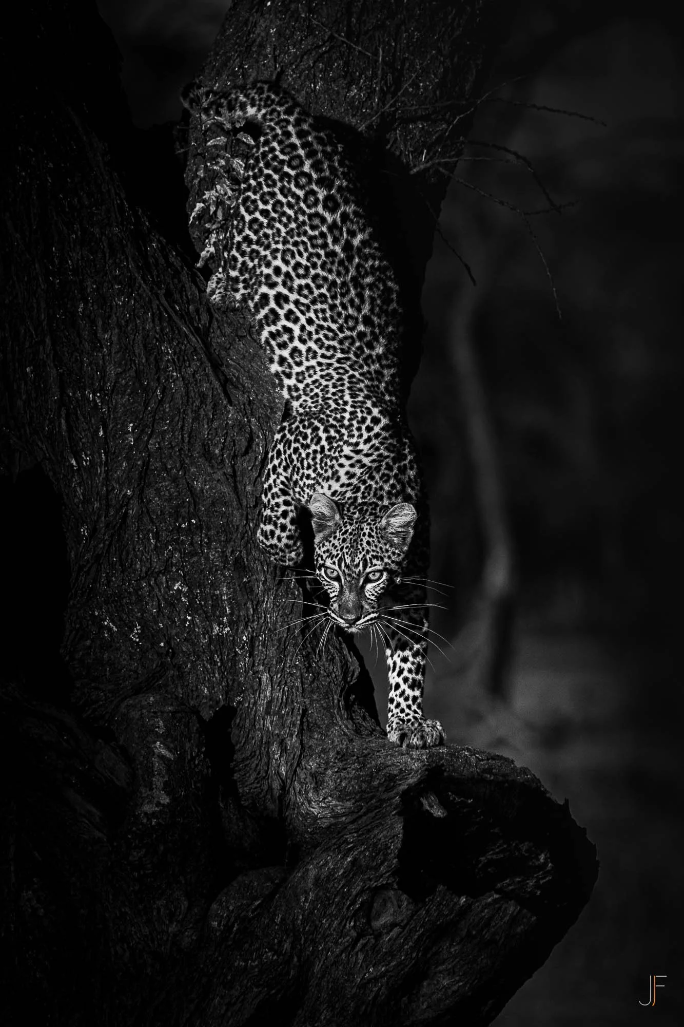Un jaguar noir et blanc descend d'un arbre dans une forêt sombre.