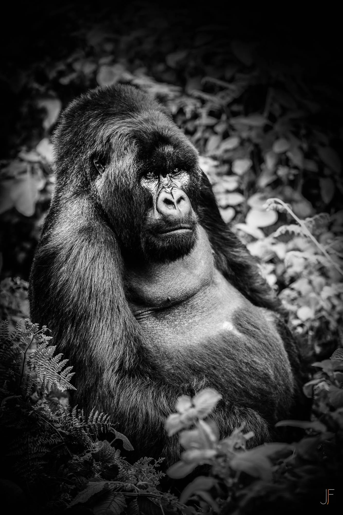 Un gorille assis dans la végétation dense, photo en noir et blanc.