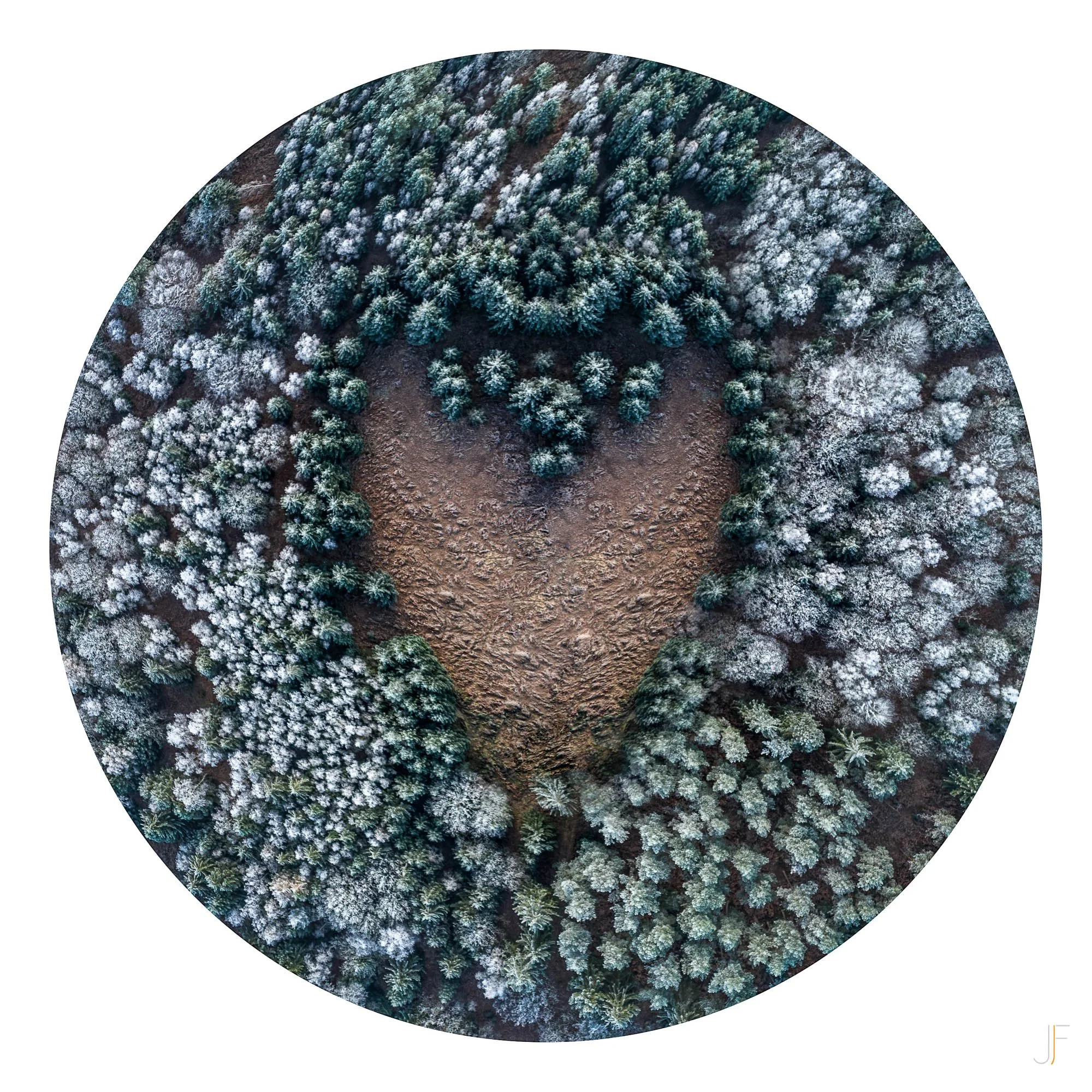Iris-9.jpg